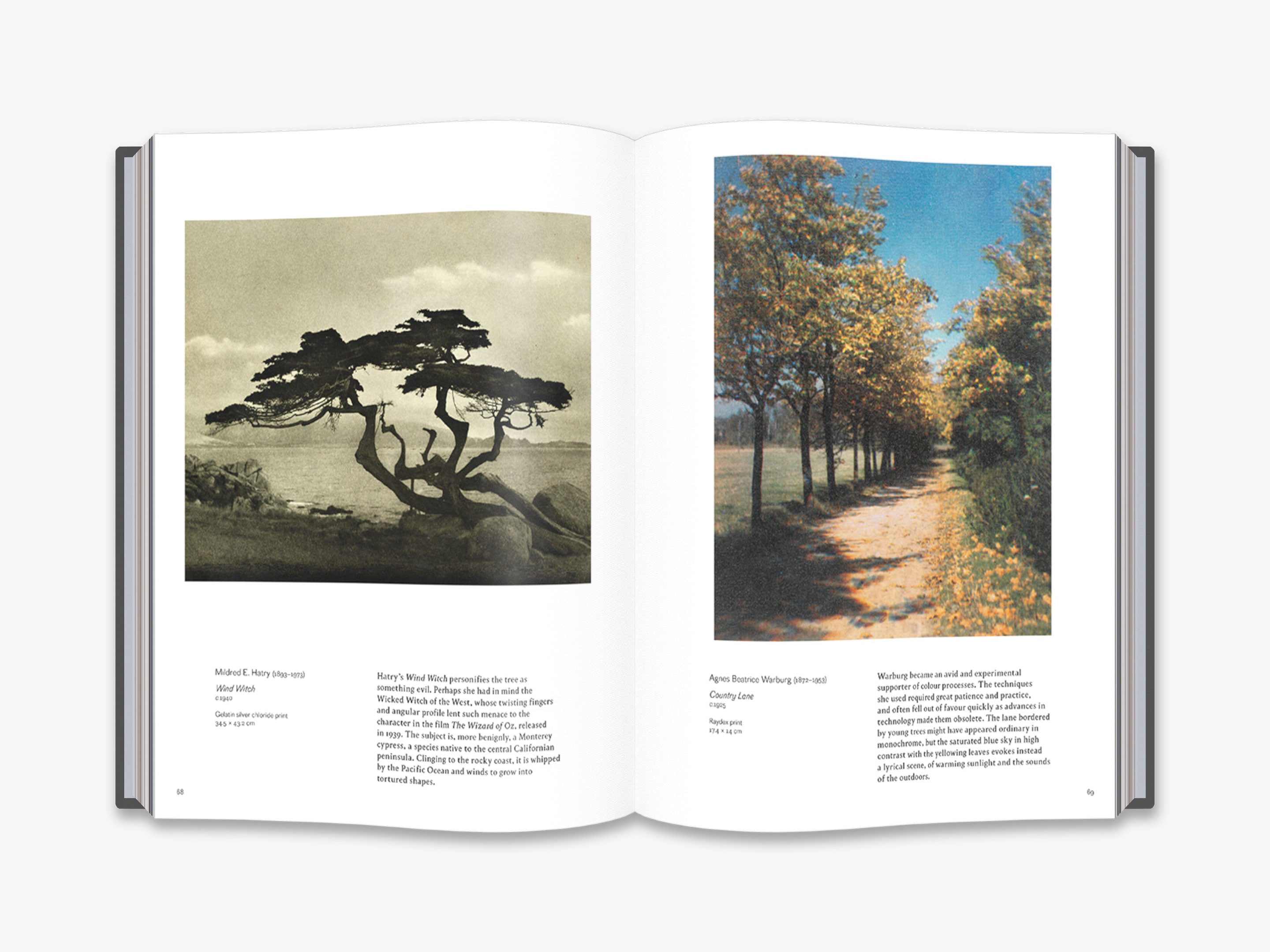 Into the Woods: Stunning Tree Photography Book - Nature Landscape Photo Collection for Home Decor & Art Lovers | Perfect for Living Room, Office & Gift Giving