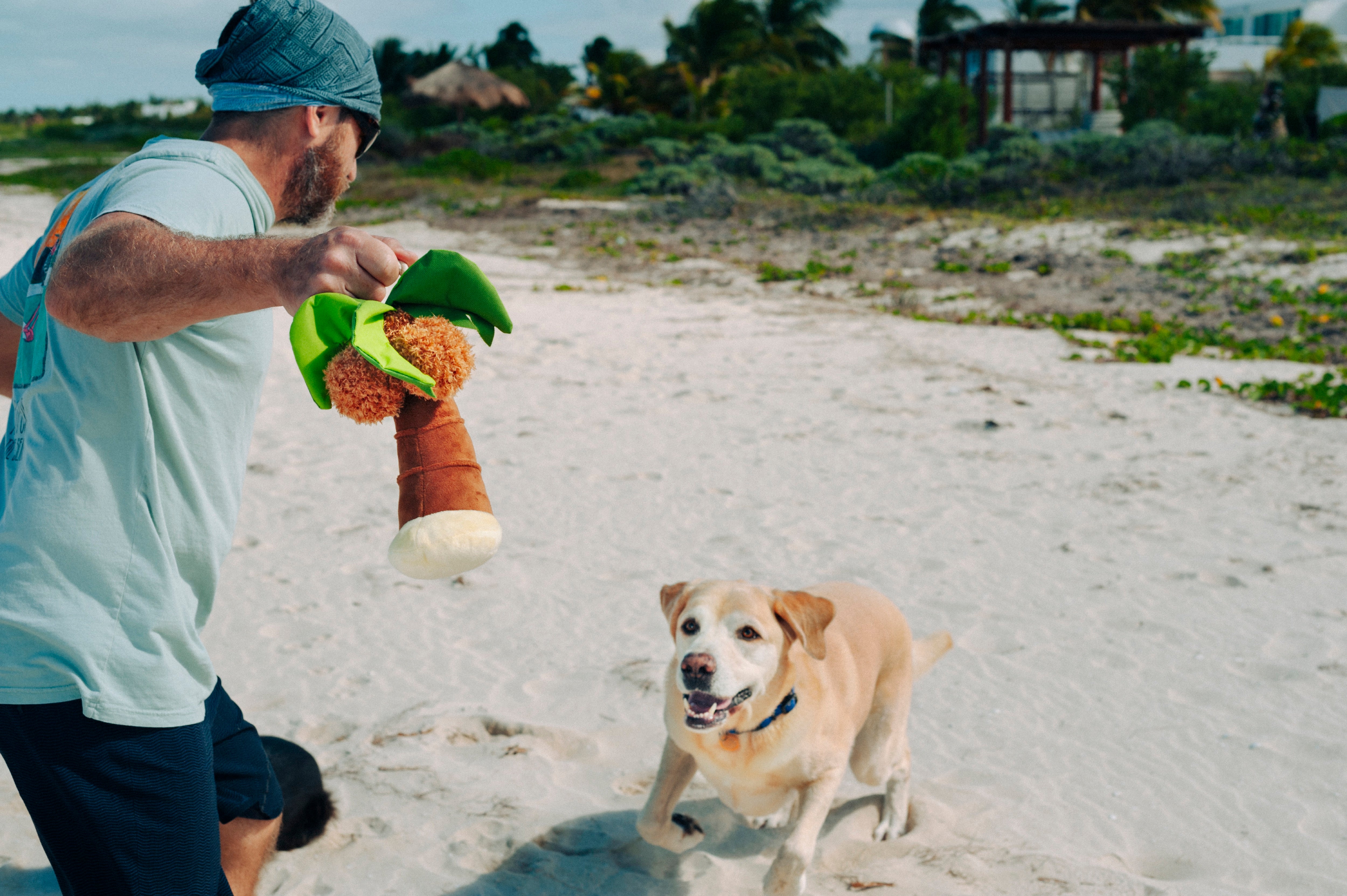 Tropical Paradise™ Dog Plush Toy - La Palma Soft Chew Toy for Dogs | Durable & Safe Pet Play | Perfect for Indoor & Outdoor Playtime