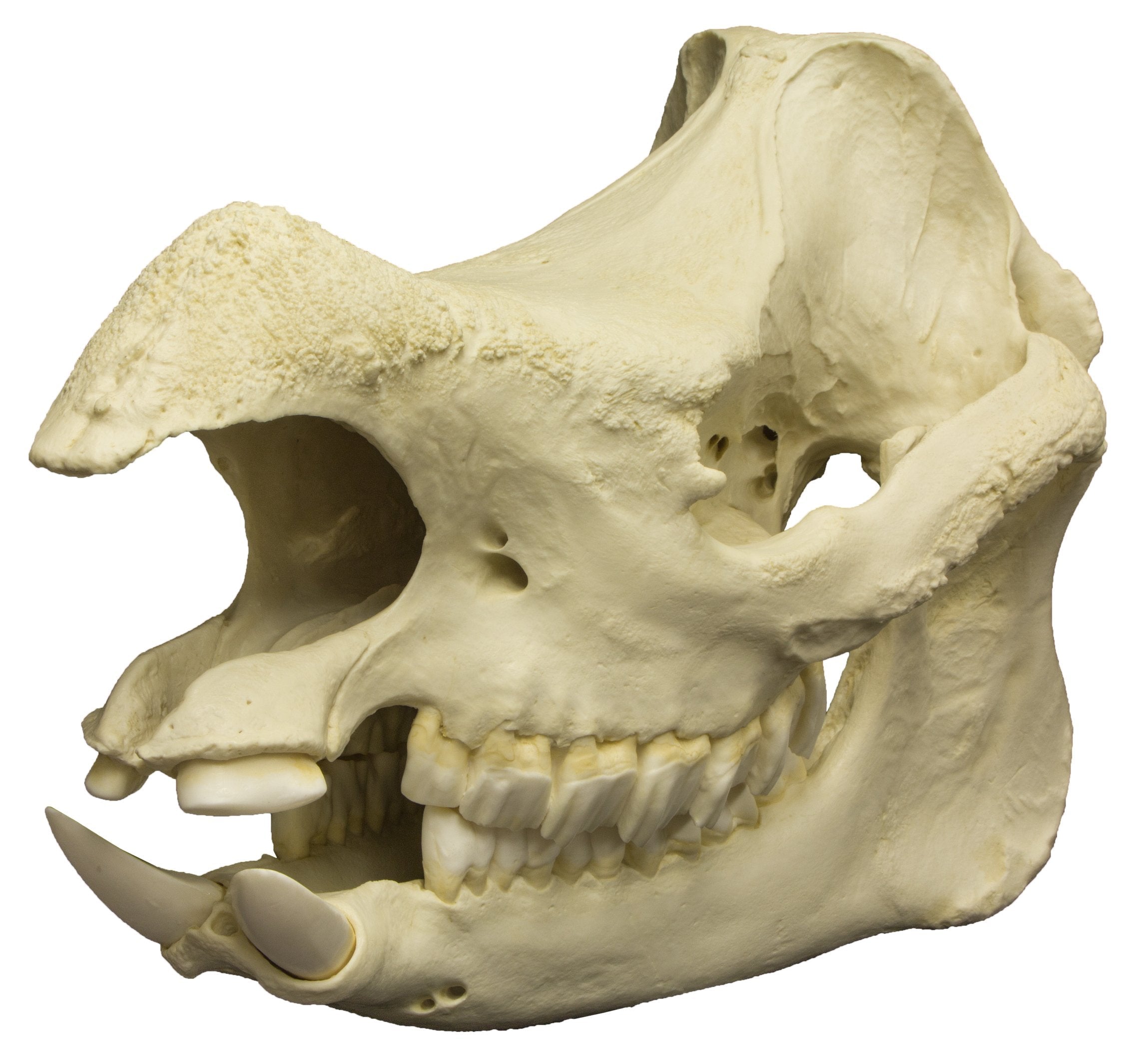 Replica Javan Rhinoceros Skull - Lifelike Animal Skull Decor for Home, Office & Halloween Display - Perfect for Gothic Decor, Science Education & Taxidermy Enthusiasts