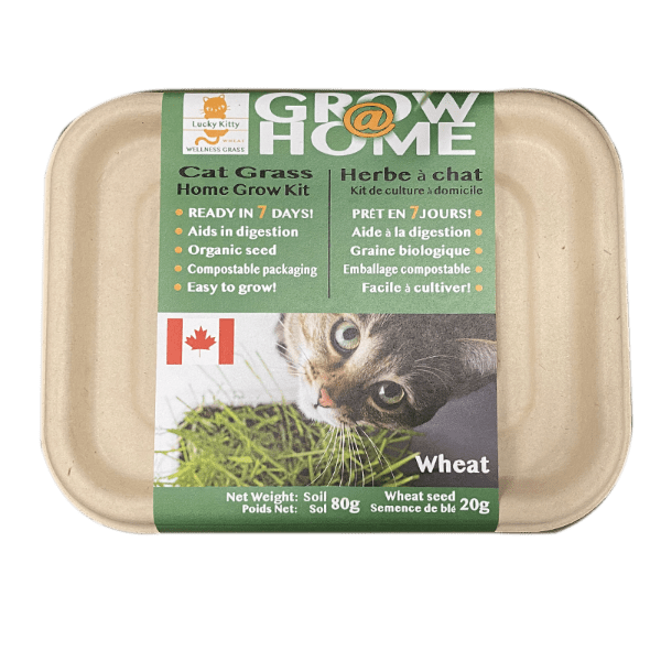 Organic Wheat Grass Grow Kit for Cats - Lucky Kitty Home Planting Set | Indoor Cat Grass Planter for Healthy Digestion & Play