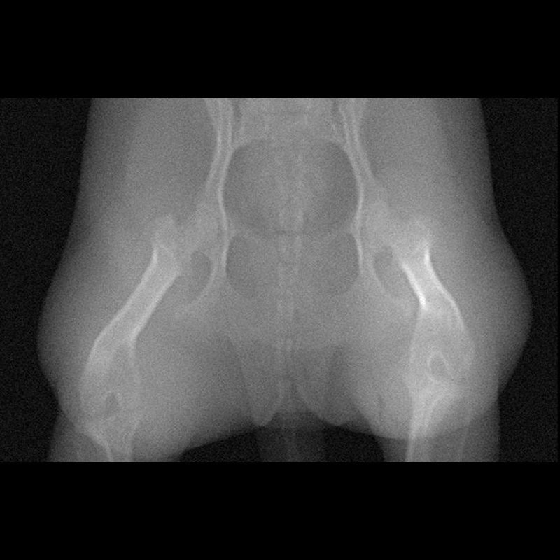 Dog Pelvis Phantom for CT Scan & X-Ray Training - Veterinary Radiology Practice, Canine Anatomy Study, Medical Imaging Education