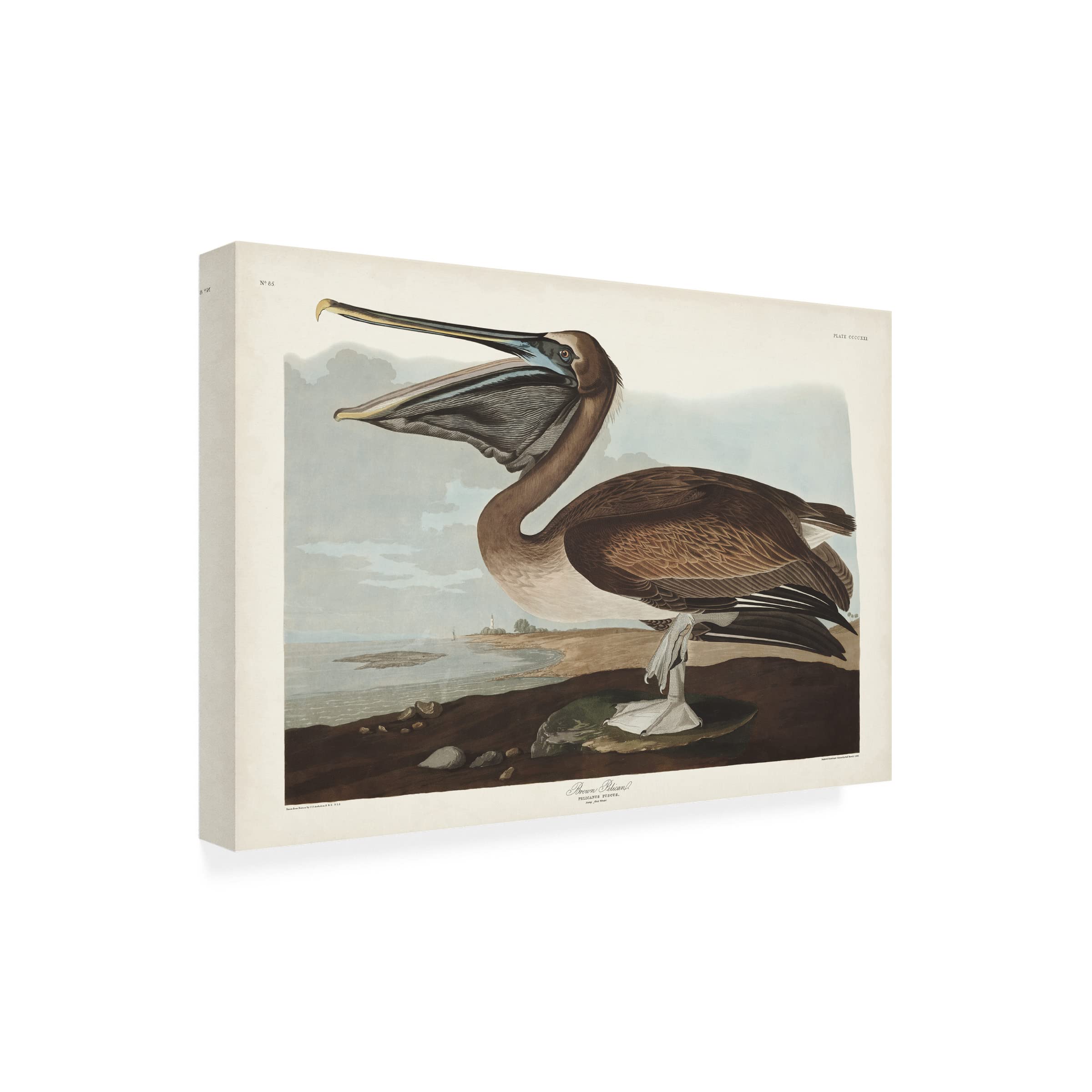 John James Audubon Brown Pelican Canvas Art Print 12x19 - Wildlife Bird Wall Decor for Living Room, Office & Coastal Home Decor