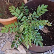 Organic Curry Leaf Plant (Murraya Koenigii) in Black Pot - Sweet Neem Herb for Cooking | Fresh Homegrown Curry Patta for Indian Cuisine, Soups & Ayurvedic Remedies | Perfect for Kitchen Gardens, Balconies & Indoor Herb Gardens
