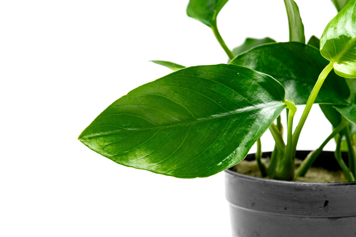 Anubias Nana Live Aquarium Plant - Easy Low Light Aquatic Plant for Fish Tanks, Aquascaping & Freshwater Aquariums - Perfect for Beginners & Shrimp Tanks