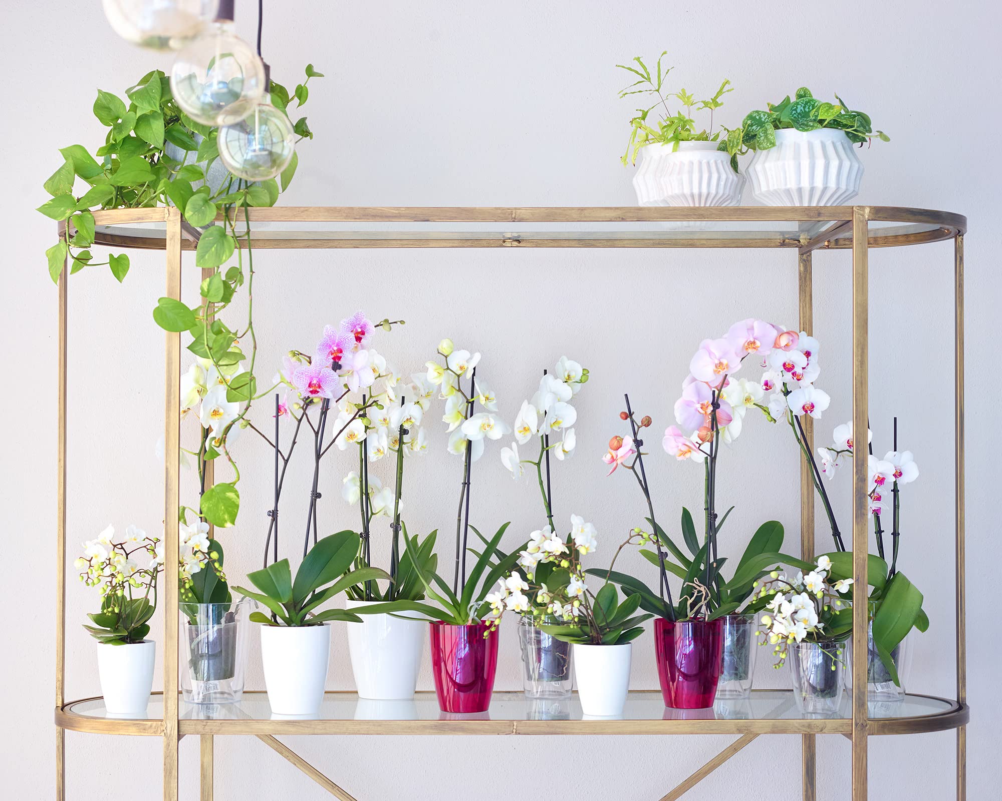 Fiji Orchid Pot 12.5CM Purple Transparent - Perfect for Indoor Orchid Plants, Home Decor, and Gift Ideas