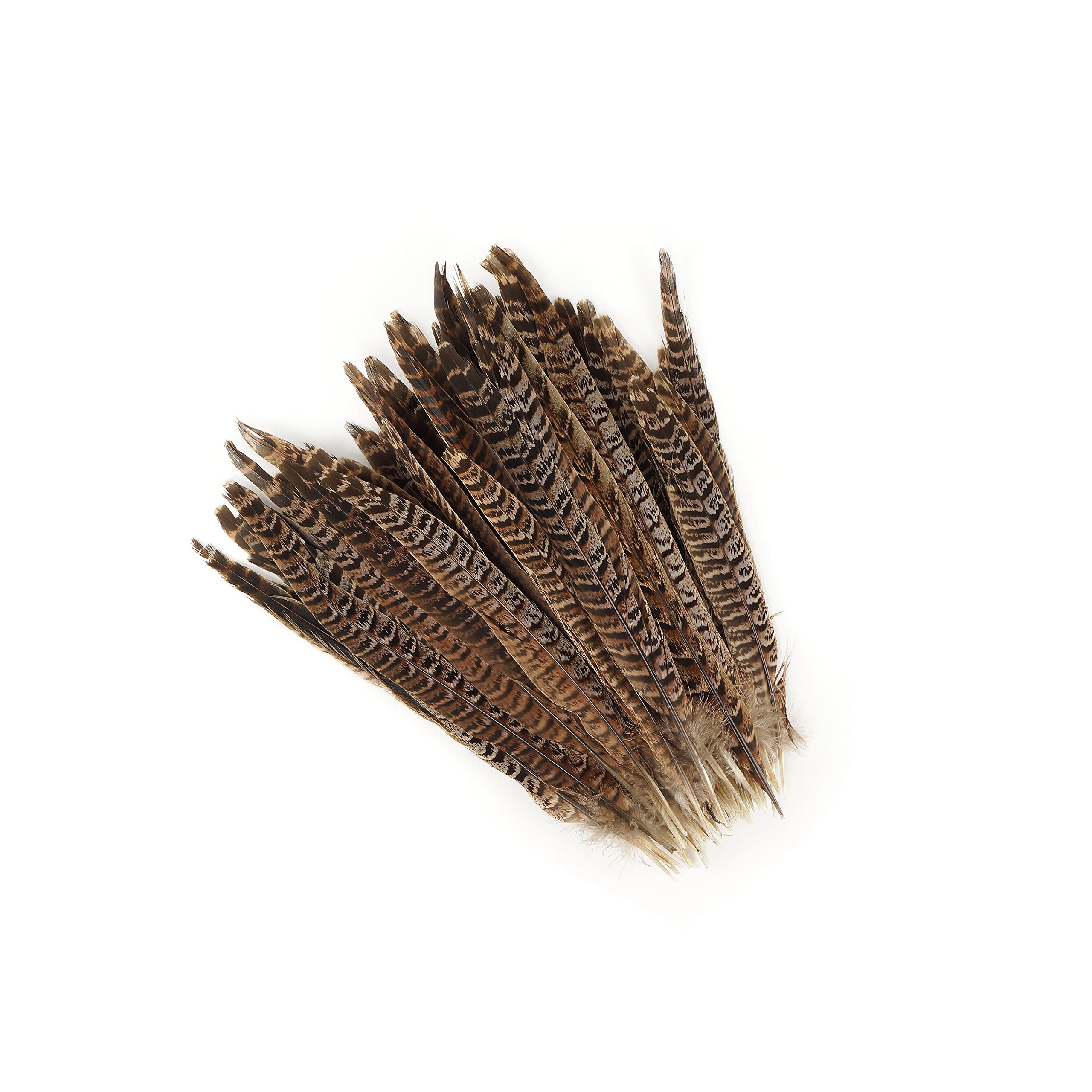 ZUCKER™ Natural Female Ringneck Pheasant Tail Feathers 8-10 Inch - for Fly Tying, Crafts, Jewelry Making & Home Decor