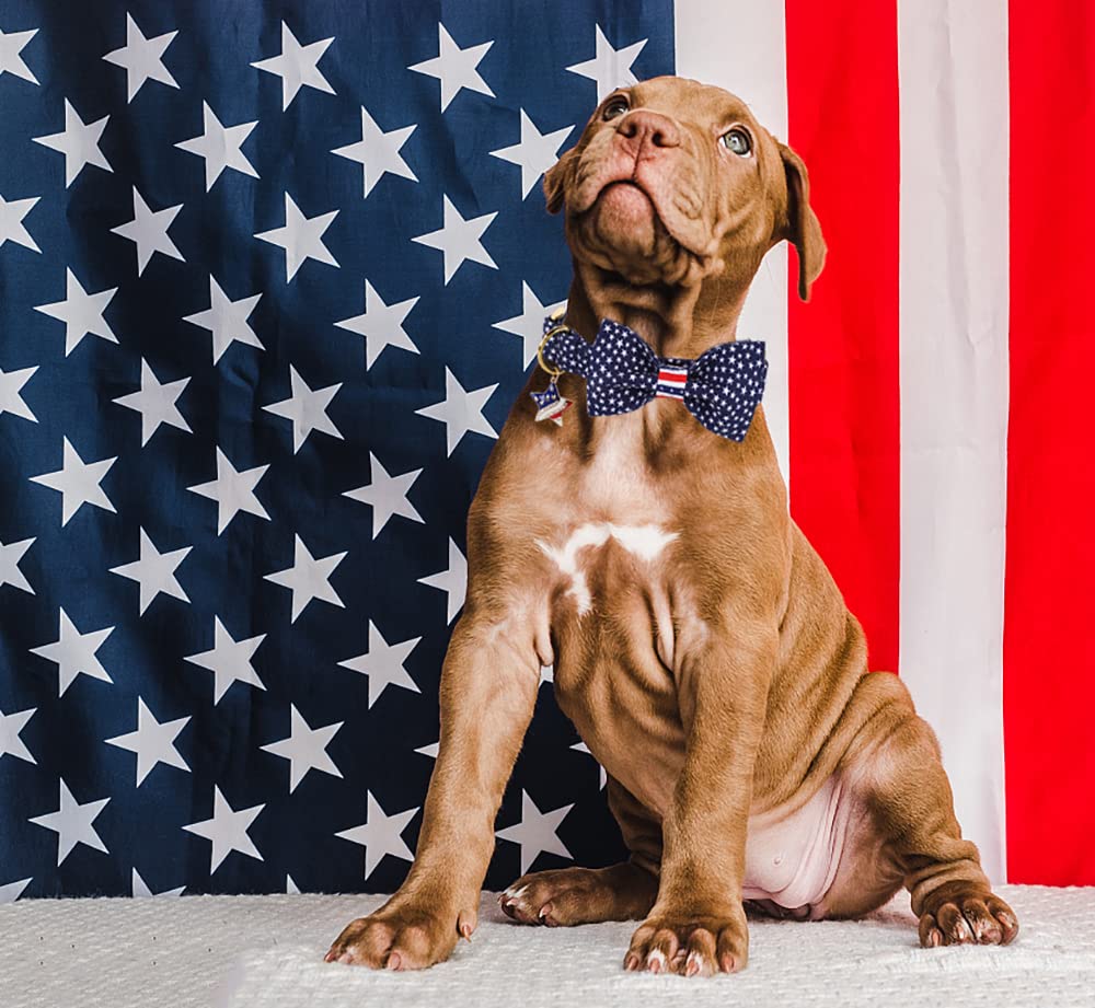 DOGWONG Patriotic American Flag Dog Collar with Bowtie - Comfortable & Durable 4th of July, Memorial Day Dog Accessory for Small, Medium & Large Dogs - Perfect for Independence Day Celebrations & Patriotic Events