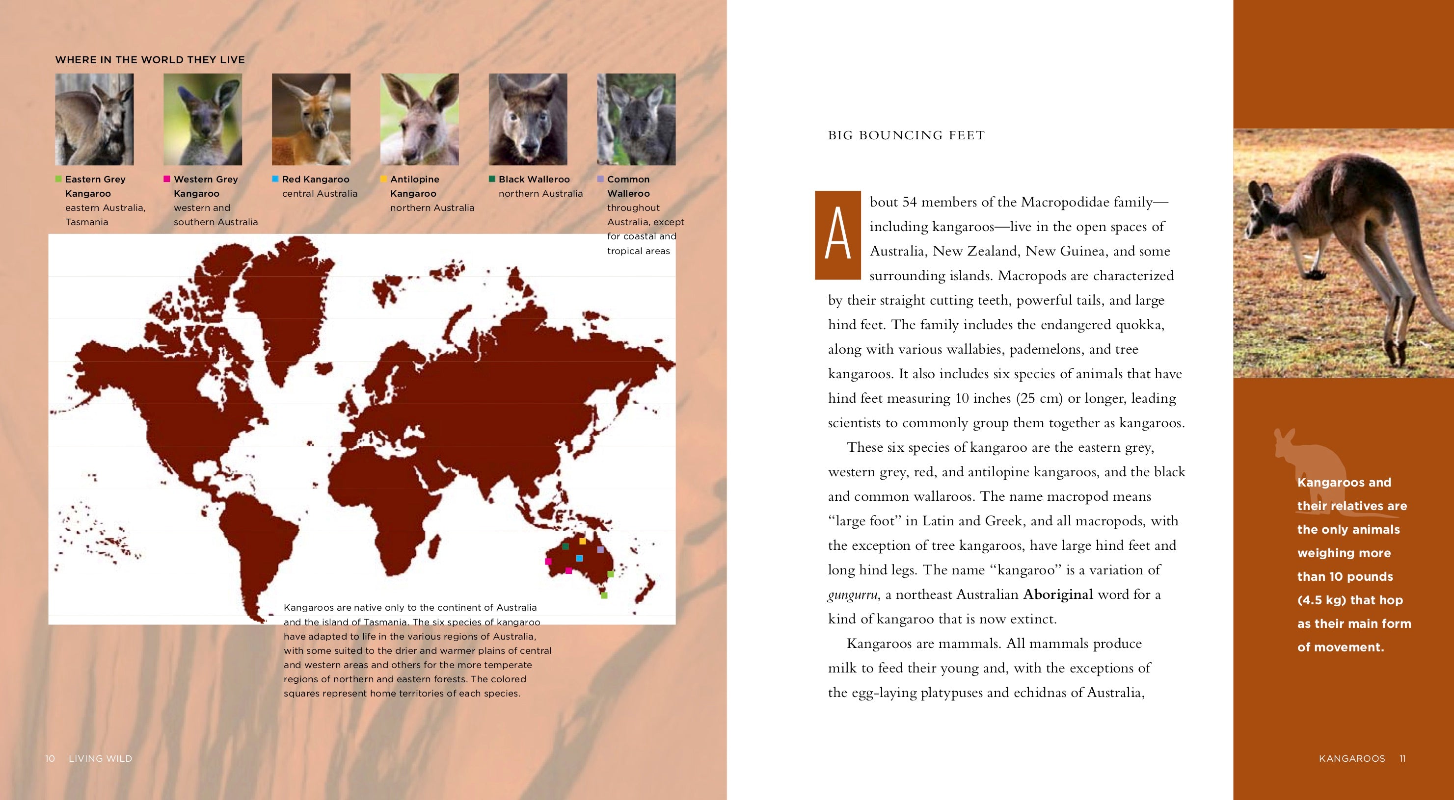 Kangaroos: Fun Facts and Amazing Photos - ISBN 9781583419700 - Perfect for Kids' Learning & Animal Lovers