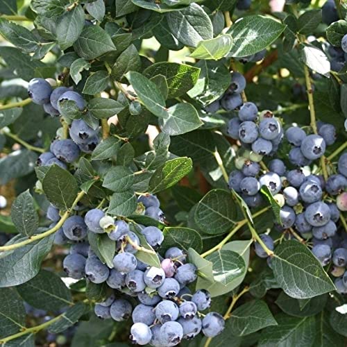 Pixies Gardens Alapaha Rabbiteye Blueberry Shrub Live Plants (3-Pack) - Fresh Fruit Producing Blueberry Bushes for Home Garden, Landscaping & DIY Planting Projects
