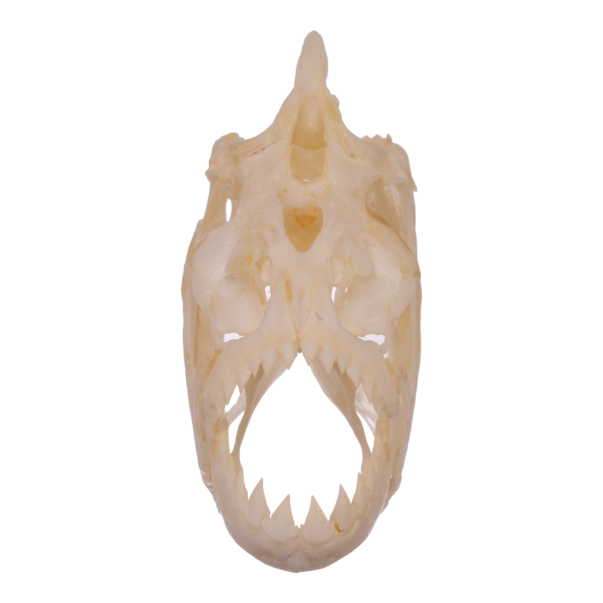 Authentic Red-Bellied Piranha Skull Specimen - Taxidermy Oddity for Science Display, Horror Decor & Halloween Props