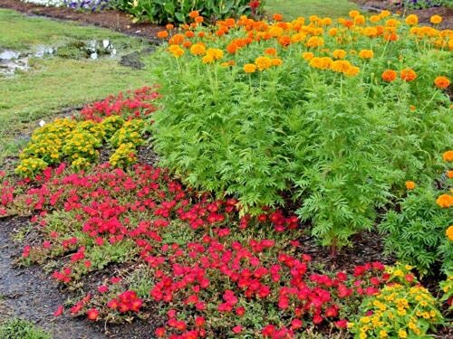 400+ African Marigold Seeds - Extra Tall 3