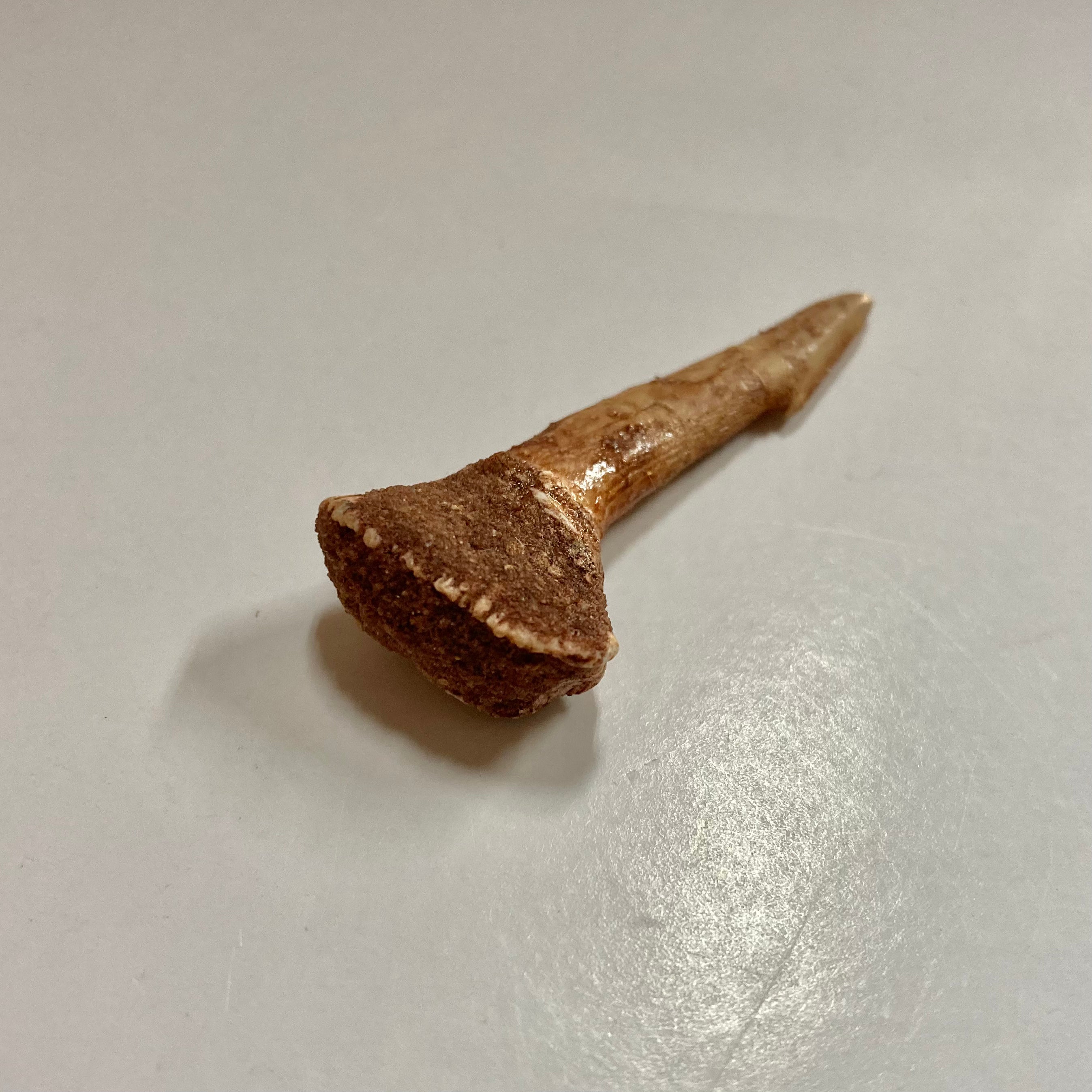 Sawfish Rostral Tooth - Genuine Fossilized Sawfish Tooth for Collectors, Jewelry Making & Educational Use | Perfect for DIY Crafts, Science Projects & Unique Gifts