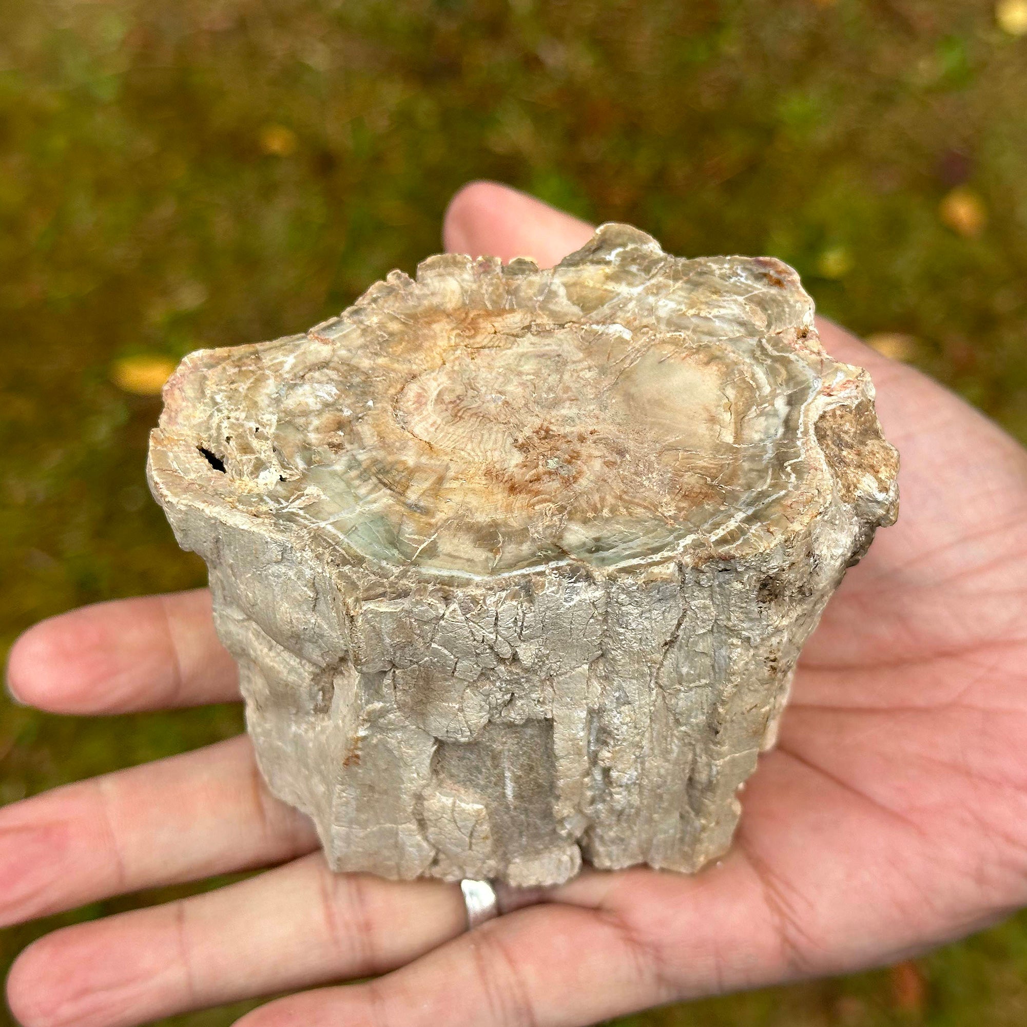 Natural Petrified Wood Slab - Unique Petrified Wood for Home Decor, Office Desk, and DIY Crafts | Perfect for Geode Displays, Bookends, and Zen Gardens