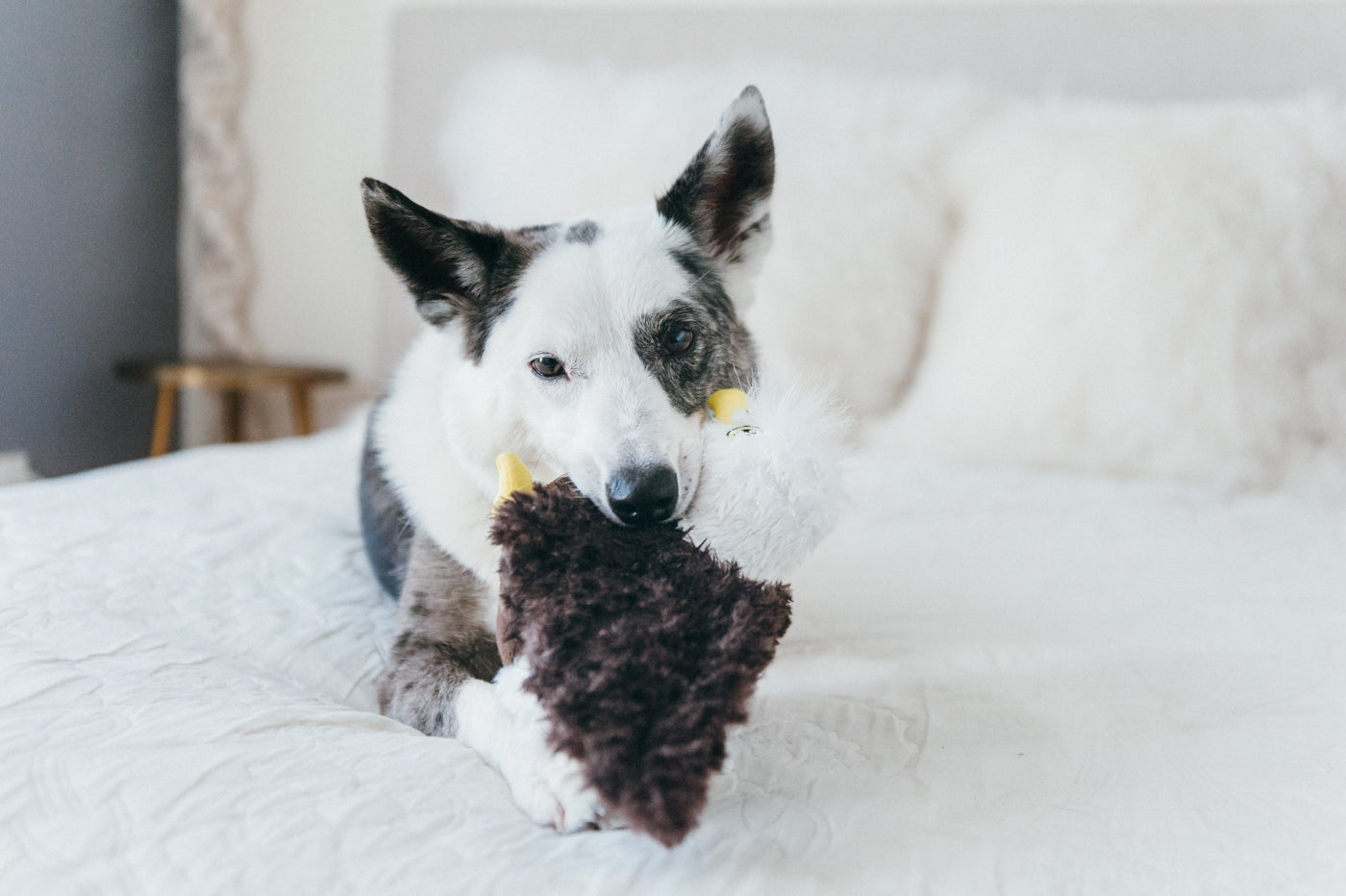Edgar the Eagle Plush Dog Toy - Fetching Flock™ Chew-Resistant Squeaky Stuffed Animal for Medium & Large Dogs | Perfect for Fetch, Tug-of-War & Cuddling | Pet P.L.A.Y.