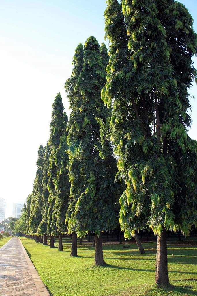 Polyalthia Longifolia (Mast Tree) - 5 Live Plants in 4 Inch Growers Pots - Extremely Rare Ornamental Trees for Landscaping, Indoor Decor & Tropical Gardens