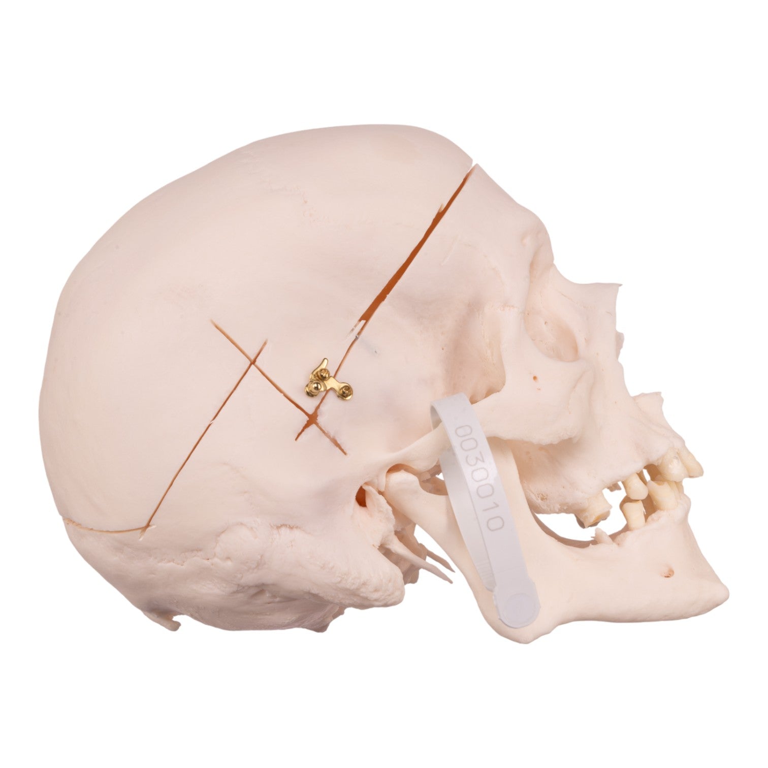 Premium Anatomical Human Skull Model - Accurate Medical & Educational Replica for Students, Doctors & Collectors | Perfect for Classroom Study, Halloween Decor & Scientific Research