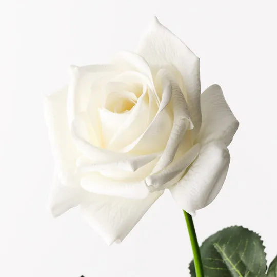 Kim Rose White - Premium Quality Rose for Home Decor, Wedding Bouquets & Special Occasions