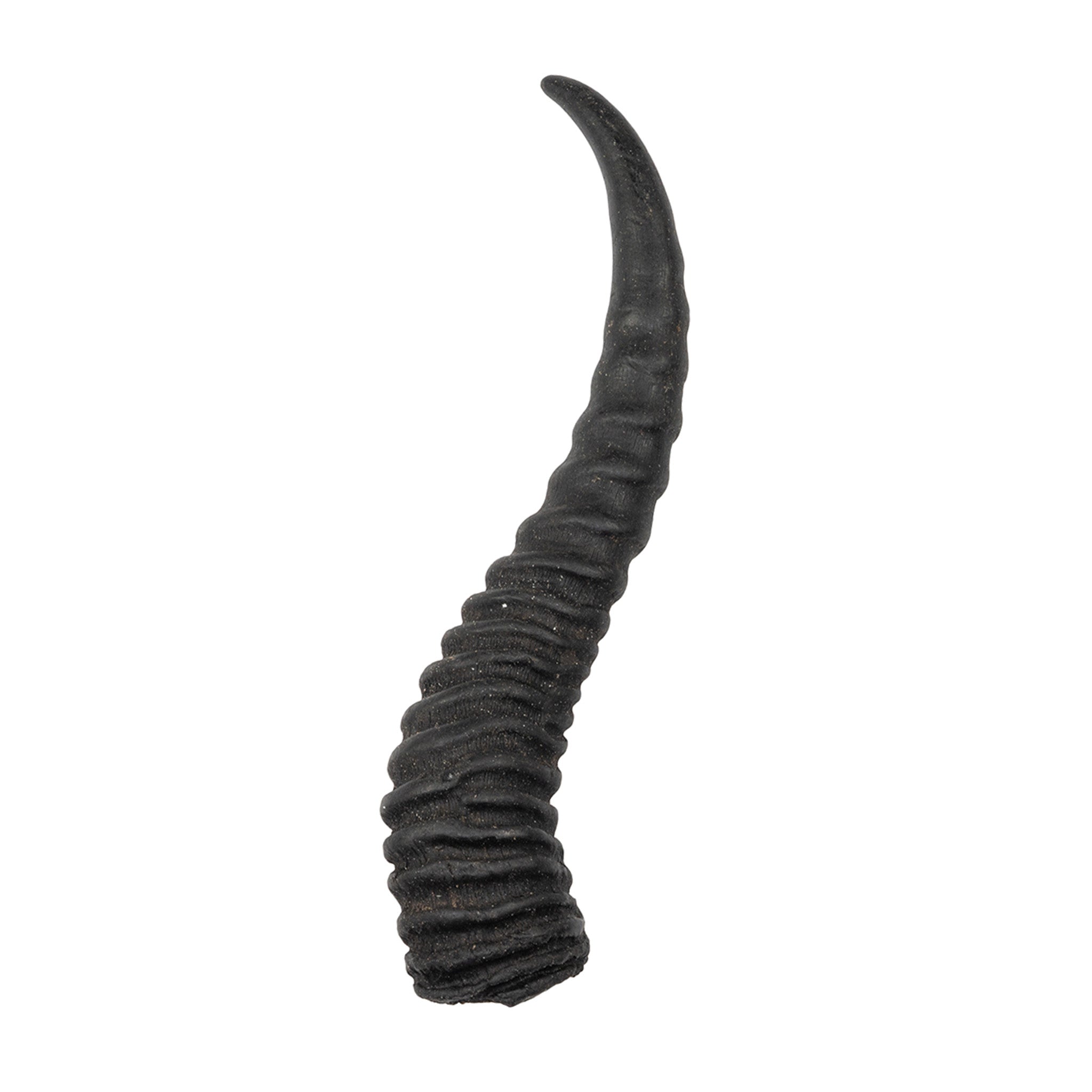 Authentic Springbok Horn - Genuine African Antelope Horn for Home Decor, Crafts & Jewelry Making - Perfect for DIY Projects, Wall Art & Unique Gifts