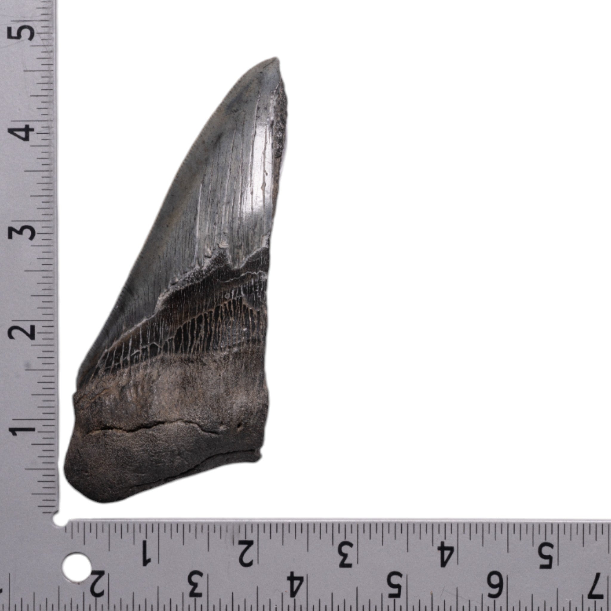 Authentic Megalodon Shark Tooth Fossil - Half Size - Perfect for Collectors, Jewelry Making & Educational Displays