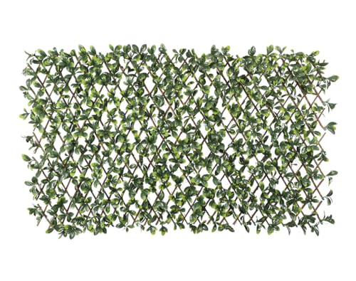 Ficus Single Side