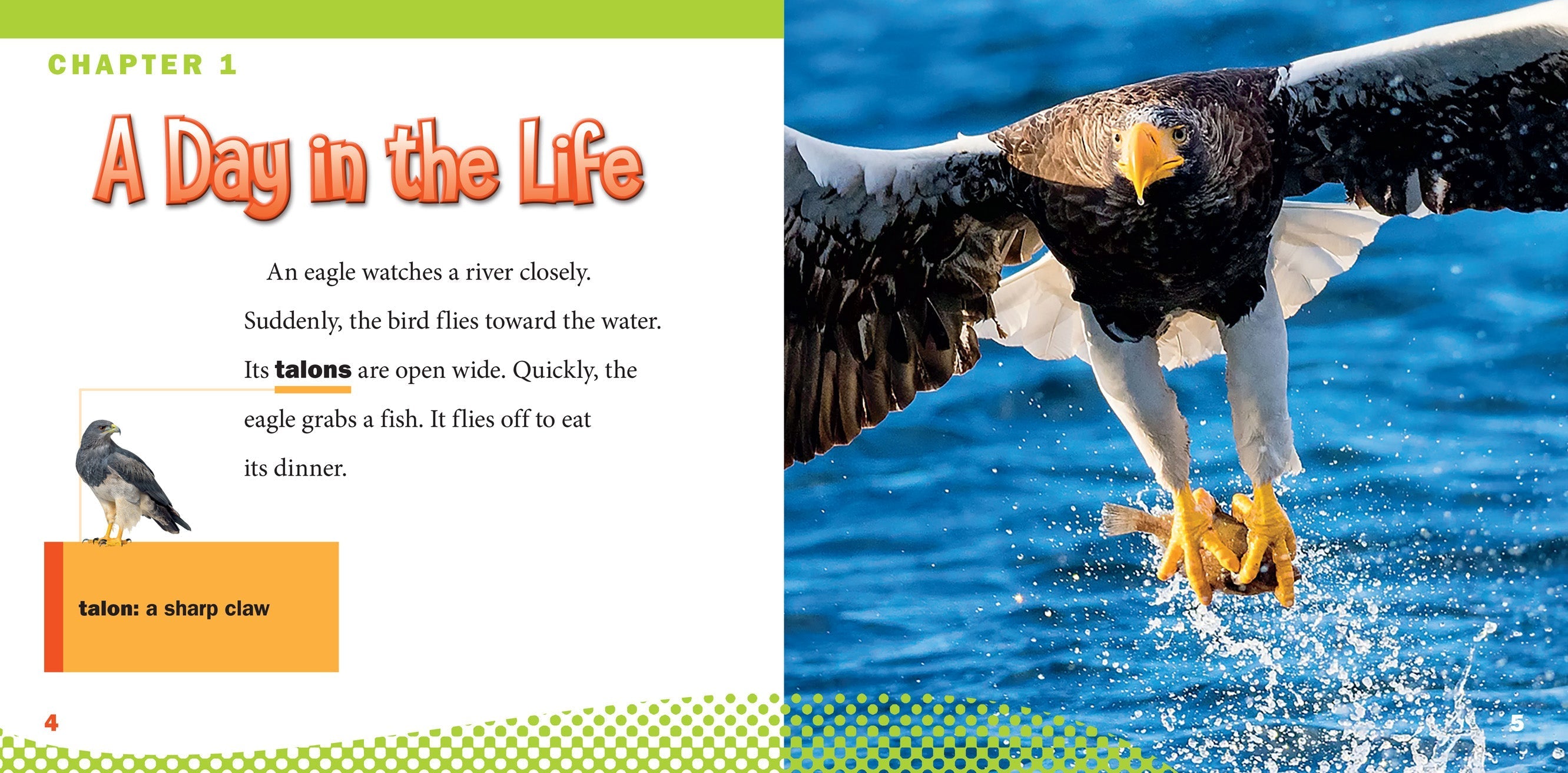 Eagles Book 9781623104504 - Wildlife Nature Guide for Bird Watching & Outdoor Adventures