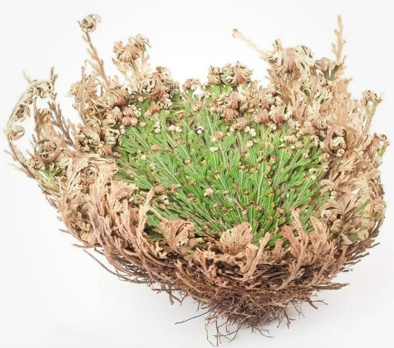 Rose of Jericho - Resurrection Plant (Selaginella Lepidophylla) - Pack of 1 Dried Miracle Flower - Perfect for Home Decor, Spiritual Rituals & Unique Gifts