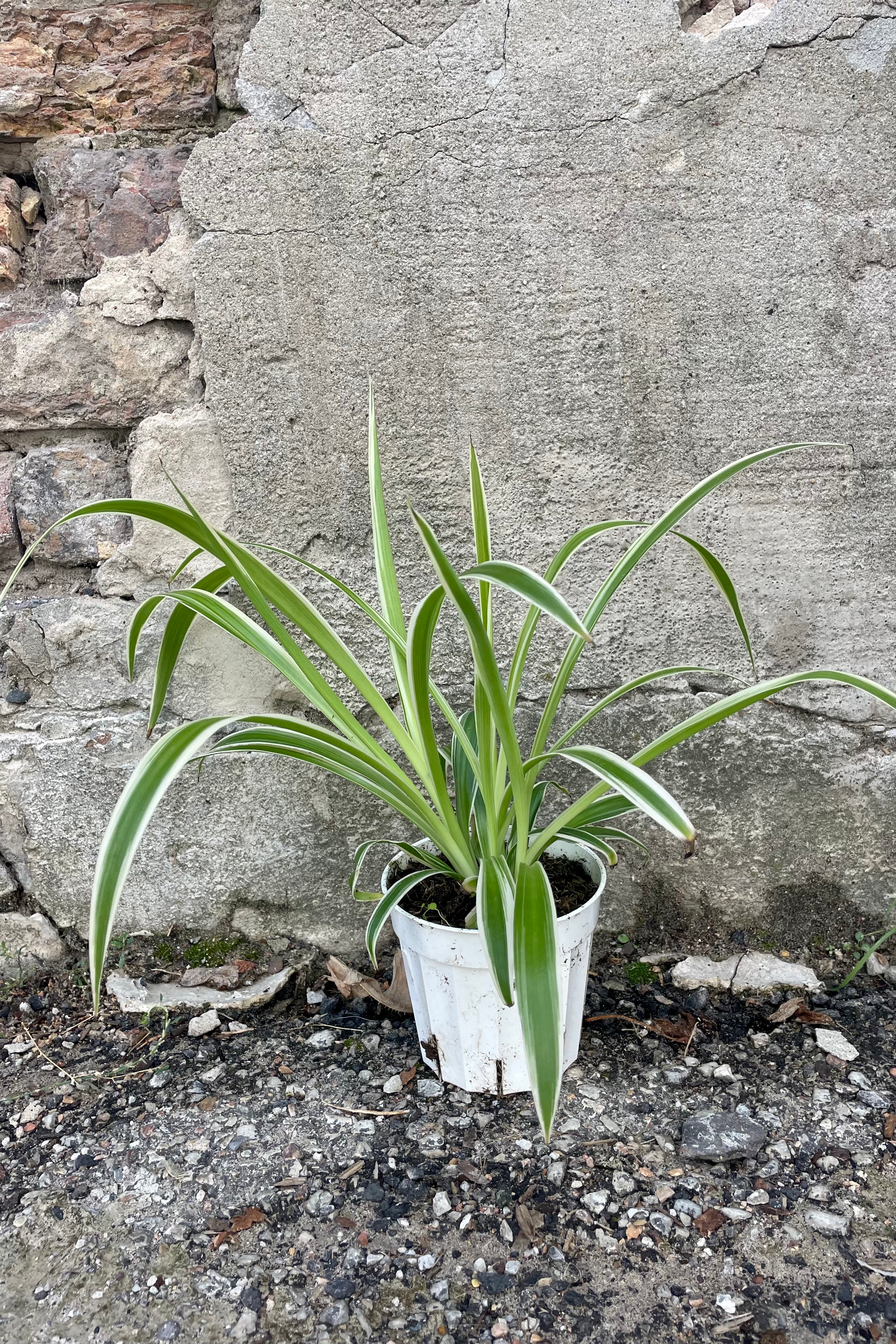 Chlorophytum Comosum 'Ocean' Spider Plant - Air Purifying Houseplant for Home, Office, and Indoor Decor - Easy Care Low Light House Plant for Beginners