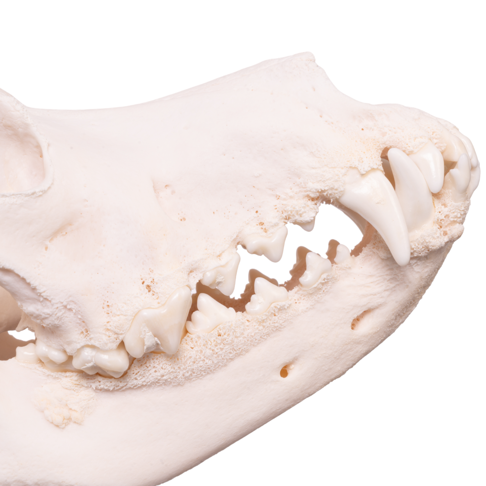Authentic Domestic Dog Skull - Great Dane Specimen with Periodontal Details | Perfect for Veterinary Study, Taxidermy & Educational Displays