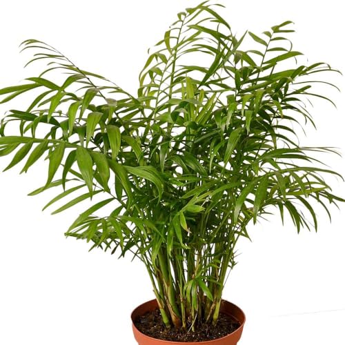 Parlor Palm