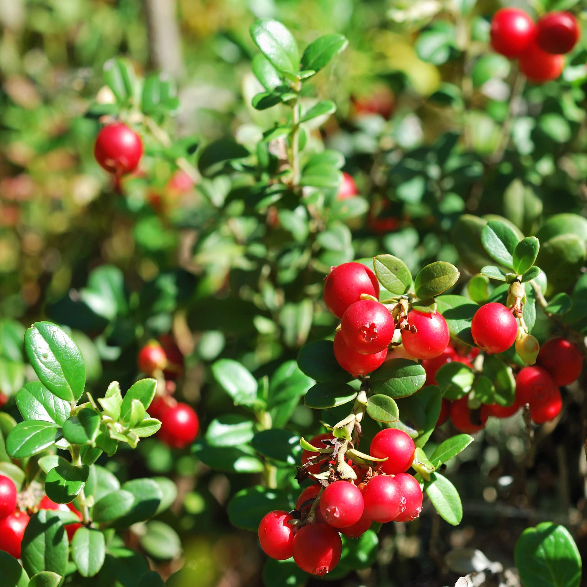 Outsidepride Vaccinium Macrocarpon Cranberry Garden Fruit Plants - 250 Seeds for Home Gardening, Fresh Berries & Healthy Smoothies