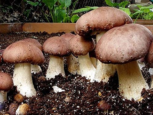 Premium Wine Cap Mushroom Spawn - 1 oz Dried Mycelium Seeds for Growing Gourmet & Medicinal Mushrooms | Outdoor Mushroom Cultivation Kit | Perfect for Home Gardeners & Organic Farming