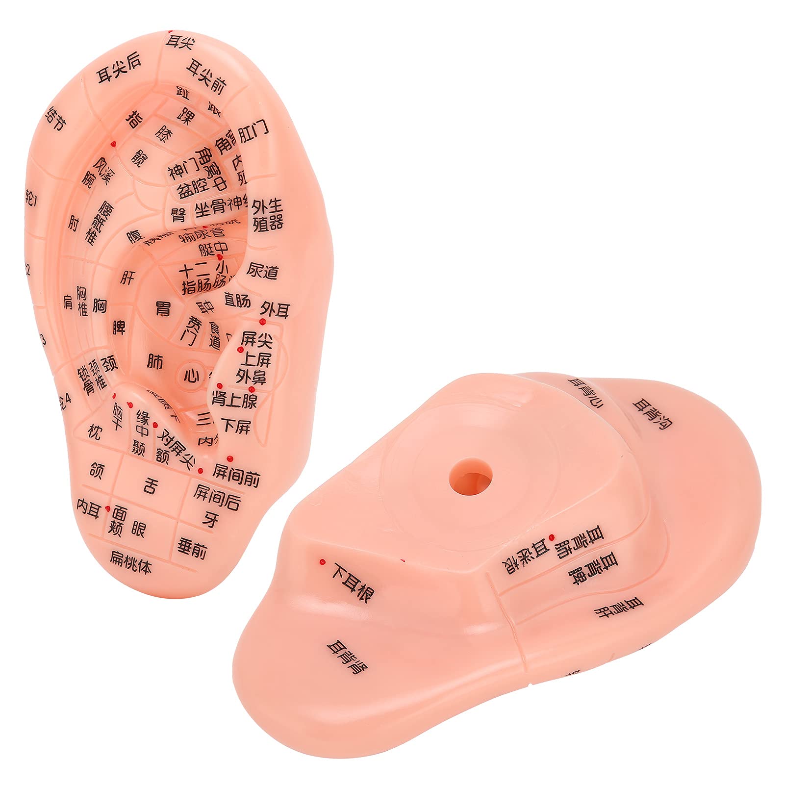 ZJchao Human Ear Acupuncture Model - Detailed Ear Acupoint Learning Display with 120+ Pressure Points, Perfect for Acupuncture Training, Massage Therapy & TCM Education - Ideal for Classrooms, Clinics and Self-Study