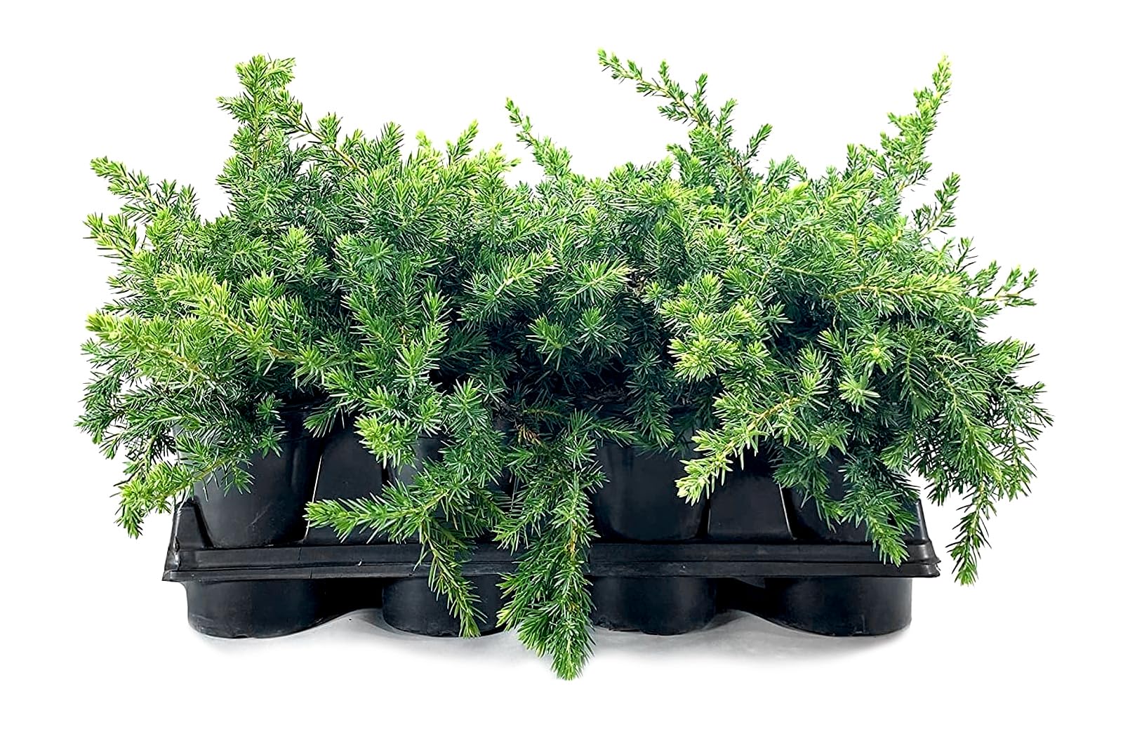 Blue Pacific Juniper (Juniperus conferta 'Blue Pacific') - 12 Live 4 Inch Pots, Drought-Tolerant Evergreen Ground Cover Plants for Landscaping, Rock Gardens & Coastal Areas