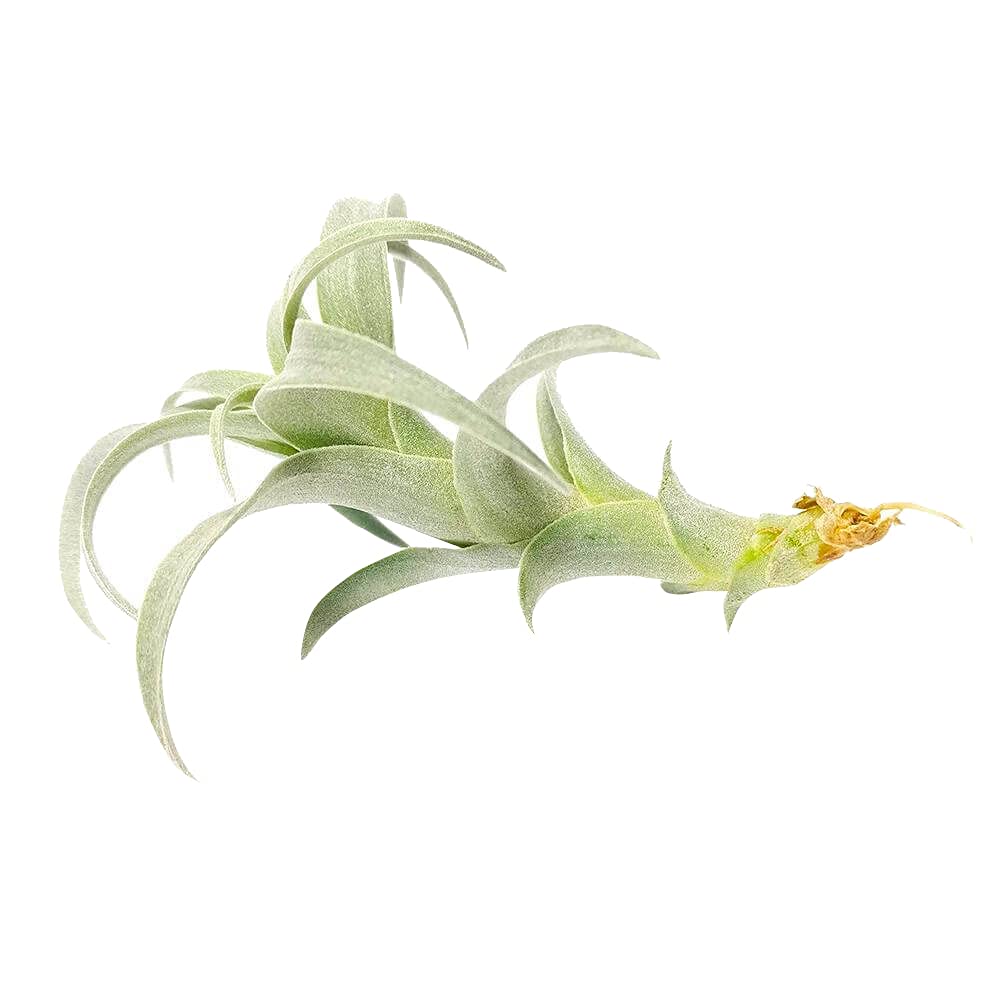 Low Maintenance Live Air Plants Variety Pack - 2'' Long Nana Air Plant | Unique Collection of Different Species | Perfect for Home Decor, Office Desk & Terrariums | Gift Box Included