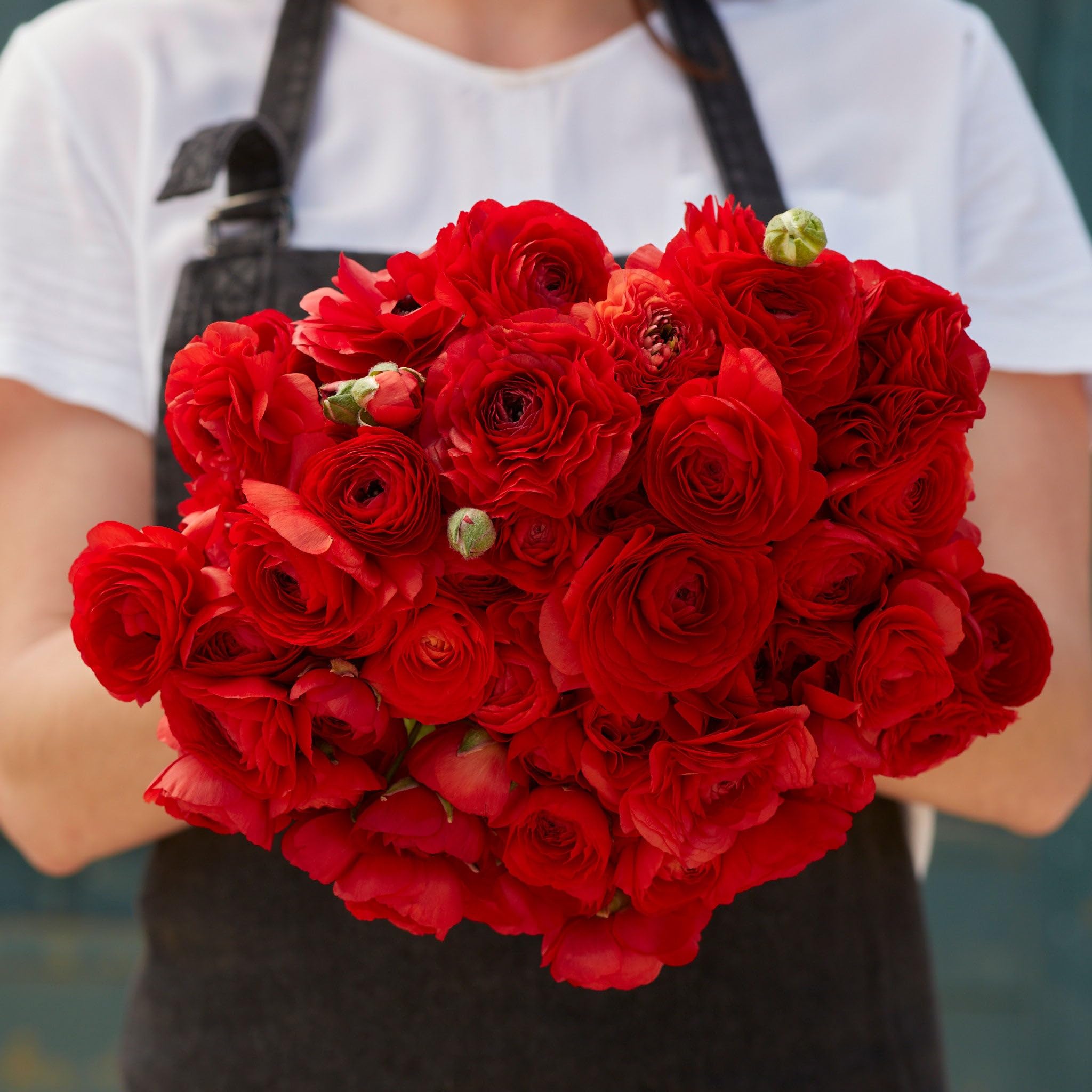 Eden Brothers Red Ranunculus Bulbs - Premium Flower Bulbs for Garden Planting, Landscaping & Home Decor