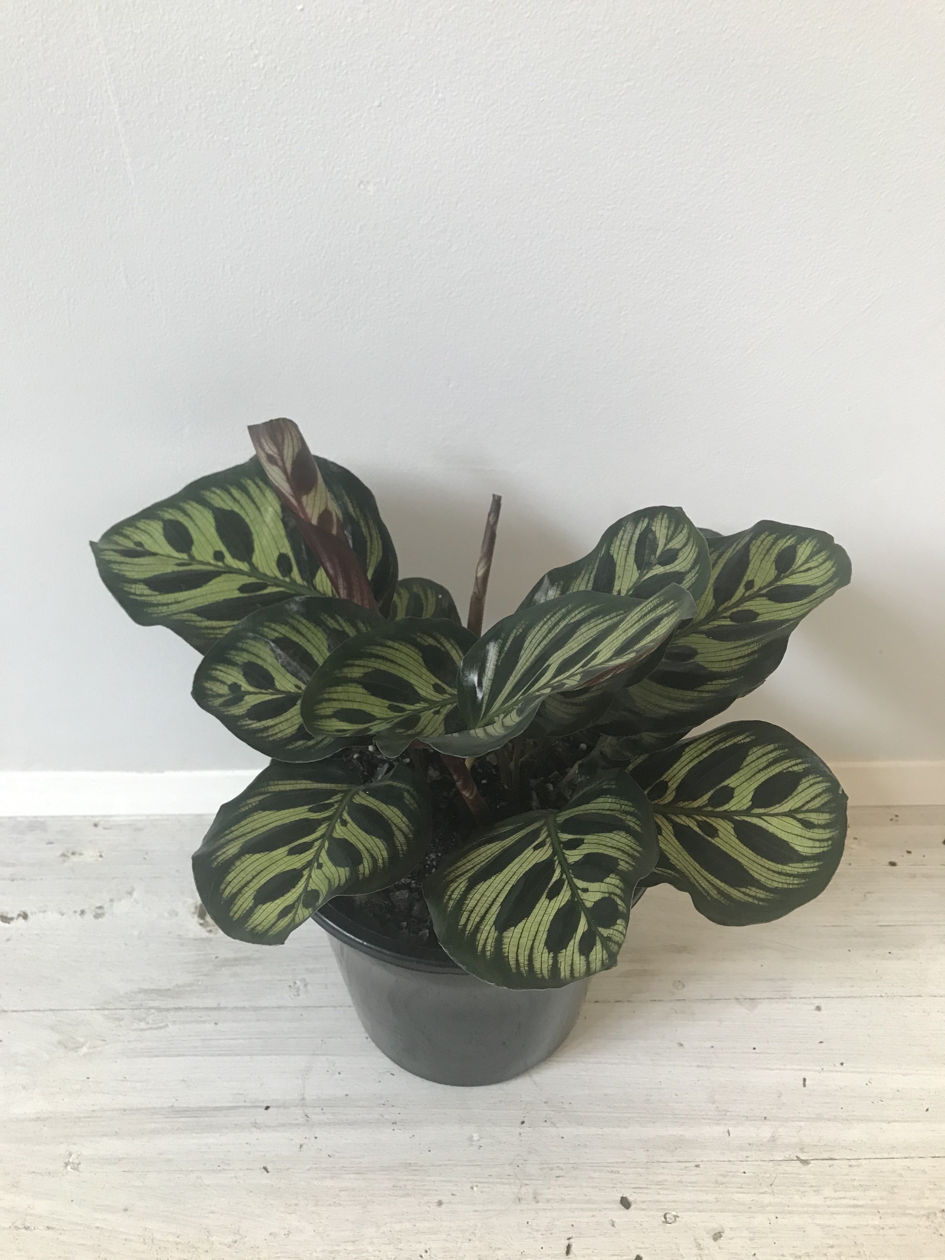 Calathea Makoyana 'Peacock Plant' - Live Indoor Houseplant with Stunning Foliage for Home, Office & Garden Decor