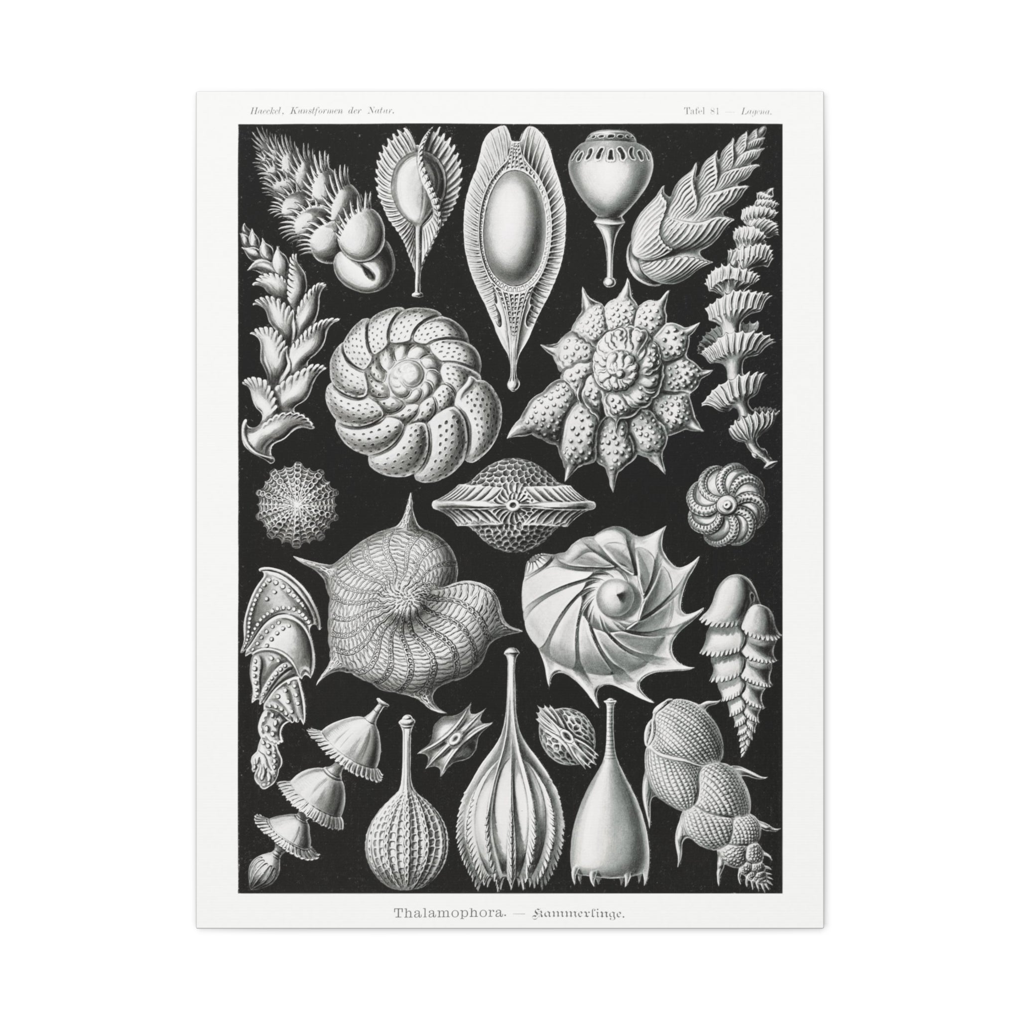 Ernst Haeckel Thalamophora Kammerlinge Art Print - Premium Canvas Wall Decor for Living Room, Bedroom & Office