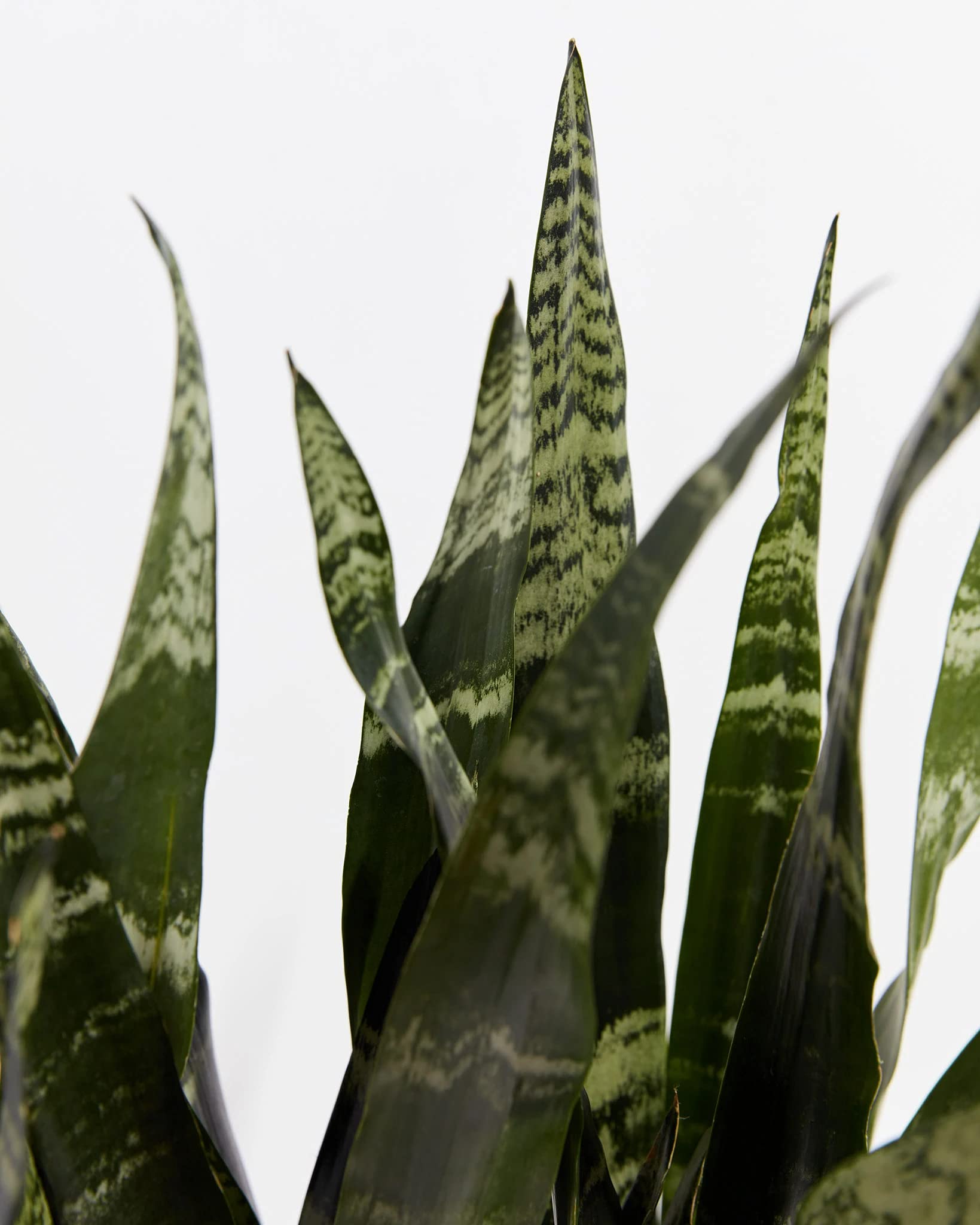 Black Coral Snake Plant (Sansevieria) - Low Light Indoor Houseplant for Home, Office & Bedroom Decor - Air Purifying & Easy Care Succulent