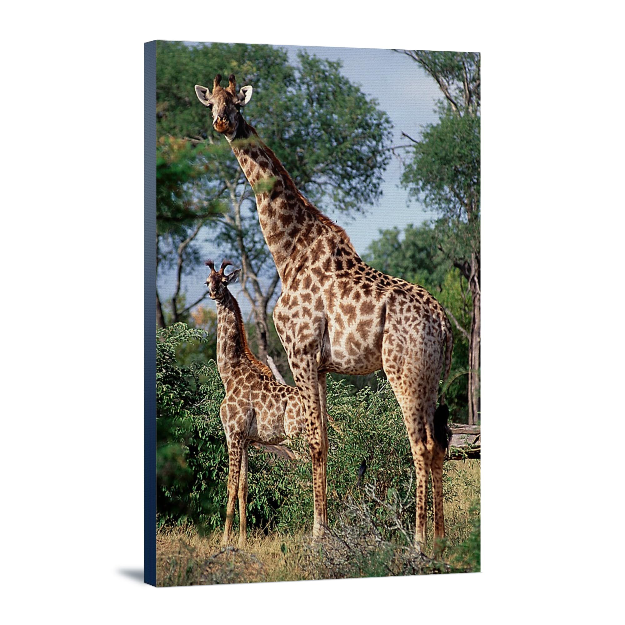 Lantern Press Giraffe and Baby Wall Art - 12x18 Wrapped Canvas Print for Nursery, Living Room & Office Decor - African Wildlife Painting for Home Decoration