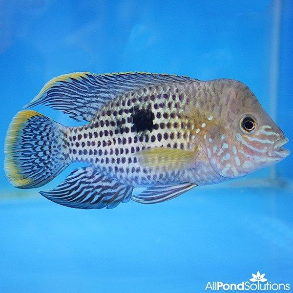 Green Terror Cichlid (Andinoacara Rivulatus) 8-10cm - Freshwater Aquarium Fish for Tanks & Ponds