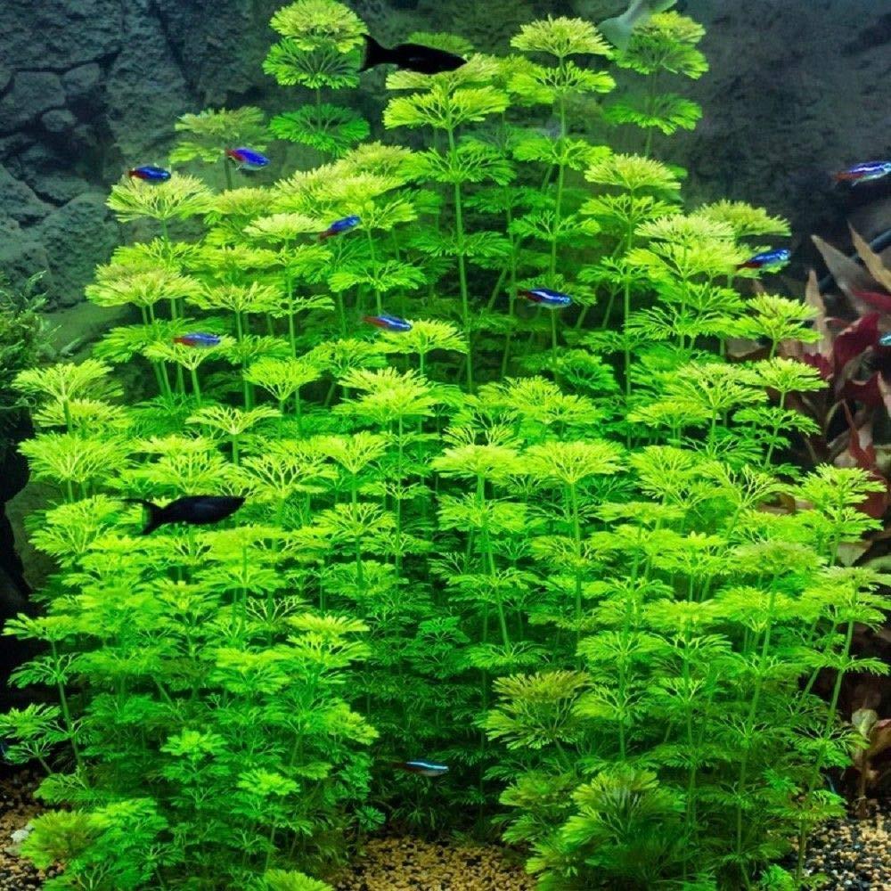 TCulture Limnophila Sessiliflora Aquatic Plant - Live Freshwater Aquarium Plant for Fish Tanks, Ponds & Terrariums (Potted) | Perfect for Aquascaping, Natural Filtration & Shrimp Habitats