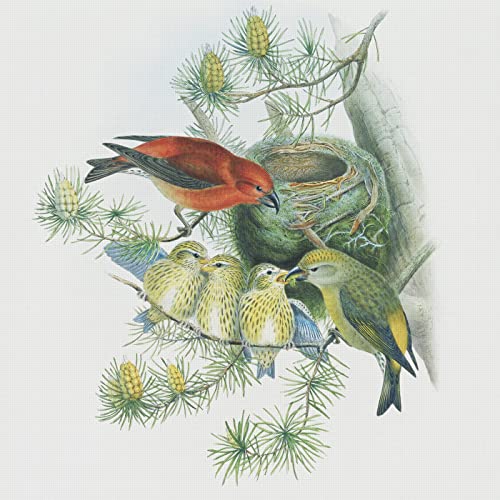 Red Crossbills on Nest Birds Naturalist John Gould Counted Cross Stitch Pattern