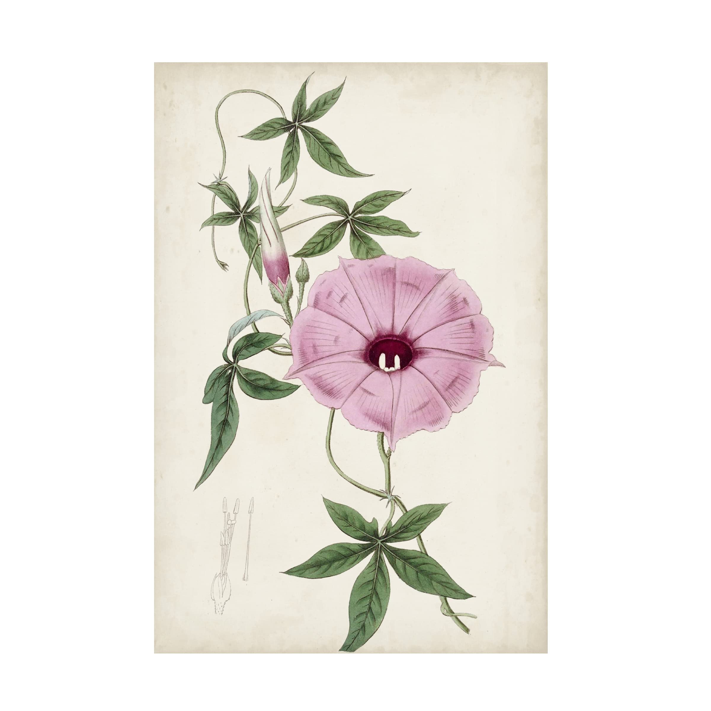 Trademark Fine Art 'Garden Gems IX' Canvas Wall Art by Curtis - Floral Home Decor for Living Room, Bedroom & Office