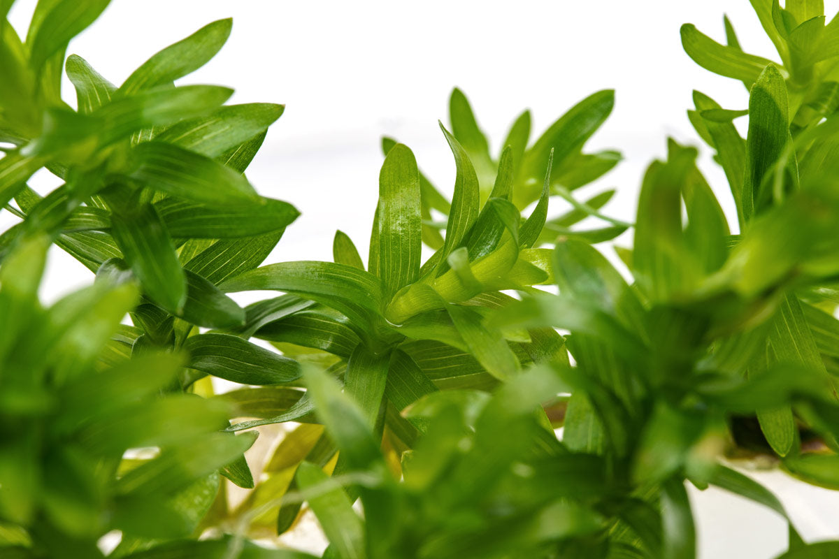 Tonina Fluviatilis Aquatic Plant for Freshwater Aquariums - Perfect for Aquascaping and Fish Tank Decoration