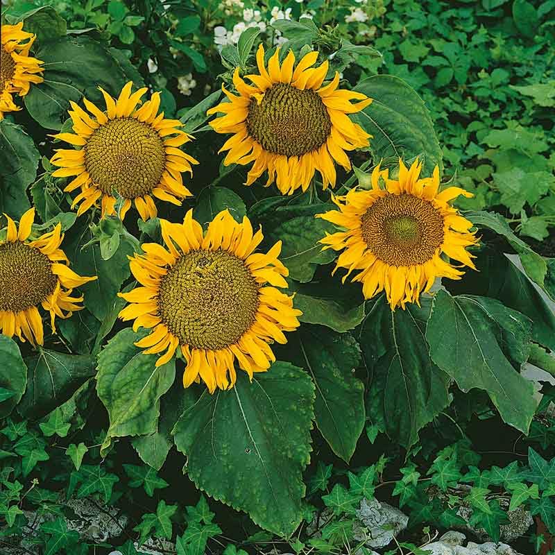Eden Brothers Sunspot Dwarf Sunflower Seeds - Non-GMO, 1 lb Pack, Easy to Grow Flower Seeds for Spring Planting in USDA Zones 1-10 | Perfect for Home Gardens, Landscaping & Pollinator-Friendly Yards