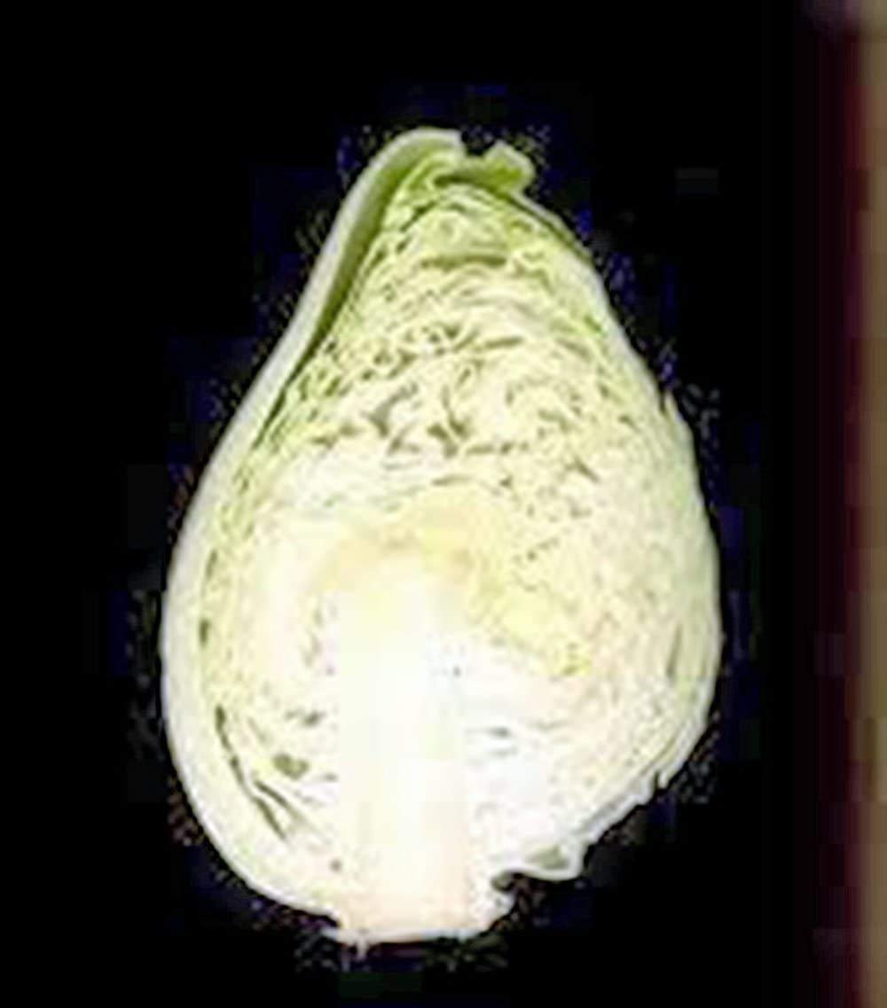 Organic Cabbage Seeds - Early Jersey Wakefield Heirloom Non-GMO (50 Seeds) | Fresh Home Garden Vegetable Planting for Salads, Soups & Healthy Eating