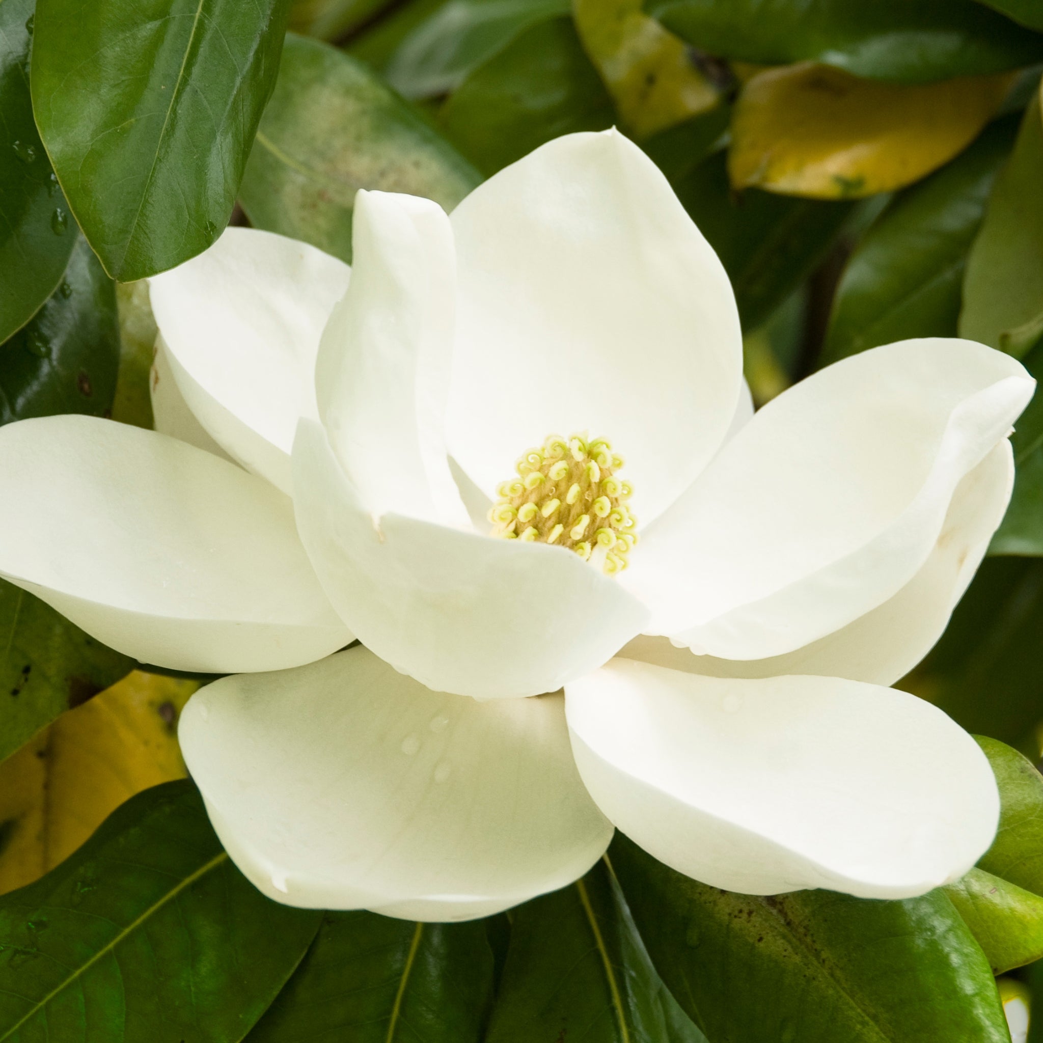 Premium Magnolia Fragrance Oil - 100% Pure Essential Oil for Aromatherapy, Candles & Soap Making - Relaxing Floral Scent for Home Diffuser, Spa & Massage