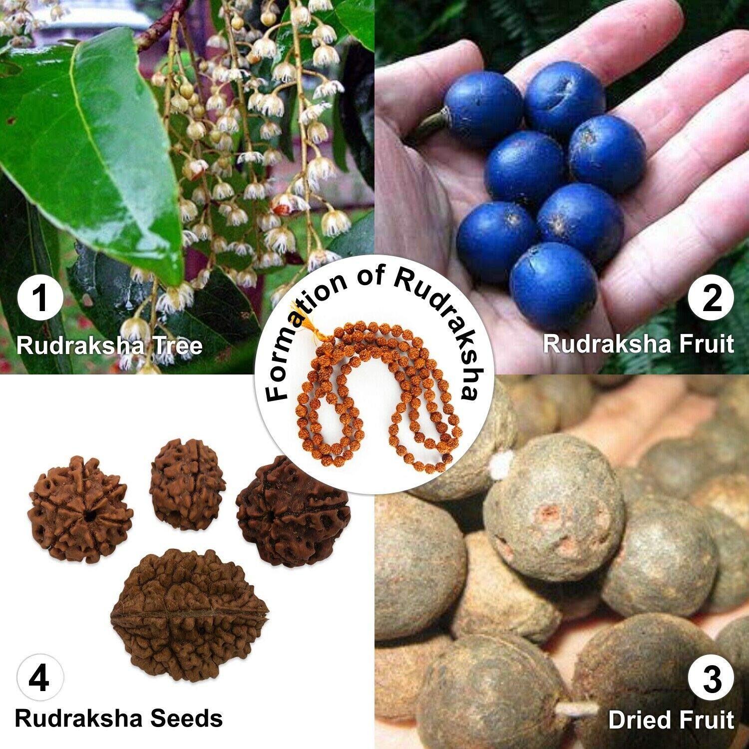 **Authentic 5-Face Himalayan Rudraksha Mala Necklace – Genuine Rudraksha Seeds Prayer Beads for Meditation, Yoga & Spiritual Healing – Religious Rosary Japa Mala for Daily Worship & Positive Energy**