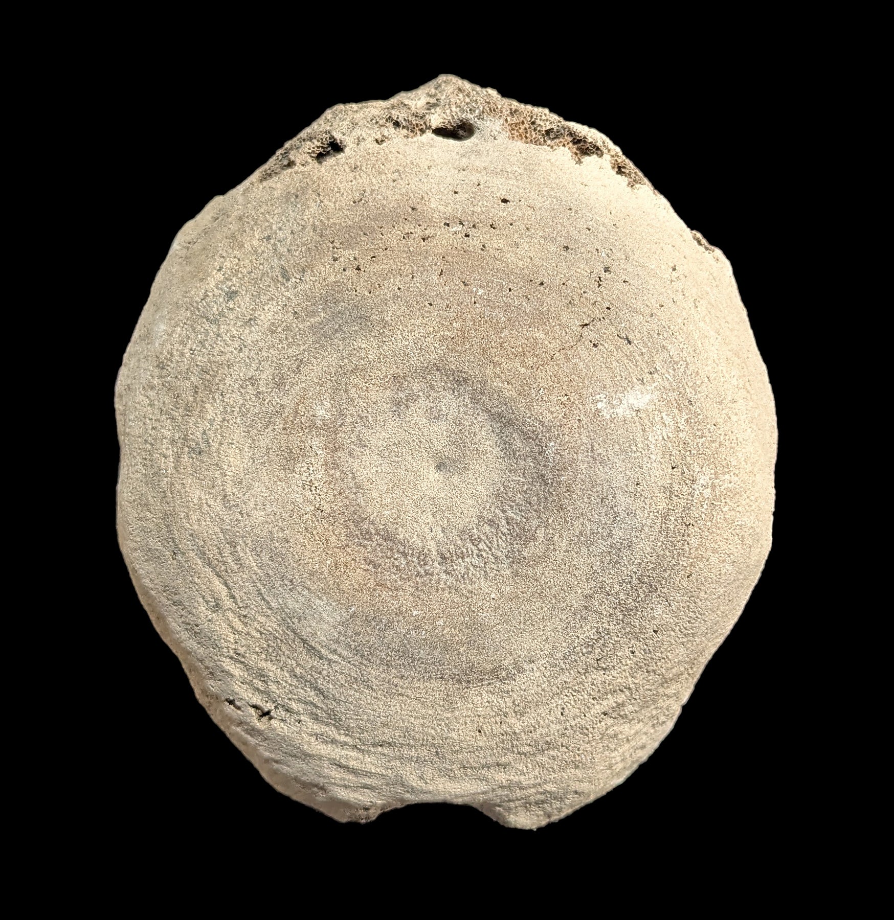 Authentic Fossil Whale Vertebrae for Sale - Rare Marine Mammal Bone Specimen - Perfect for Paleontology Collectors & Home Decor