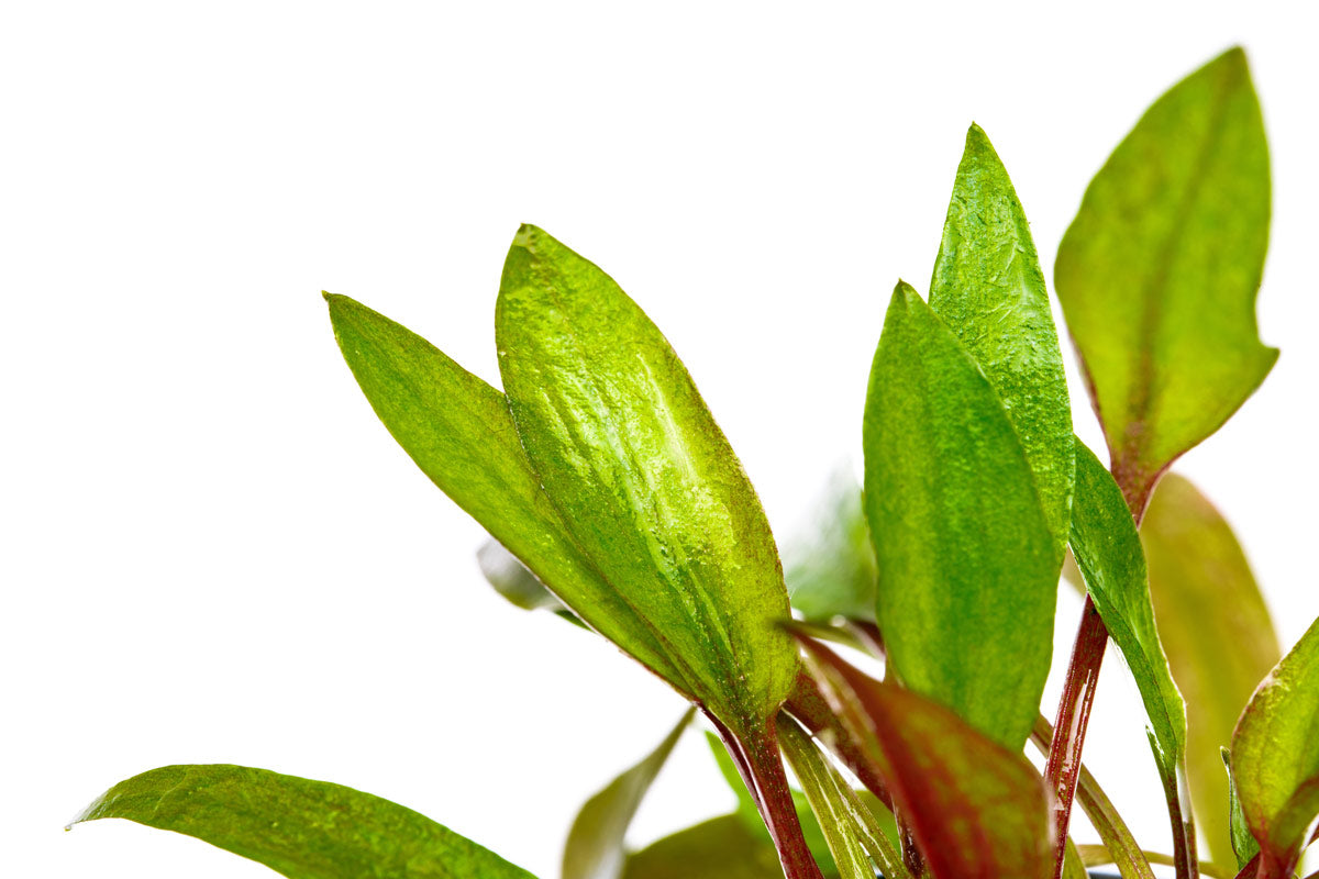 Cryptocoryne Florida Sunset Live Aquarium Plant - Easy Care Aquatic Plant for Freshwater Fish Tanks | Perfect for Aquascaping, Shrimp Tanks & Community Aquariums